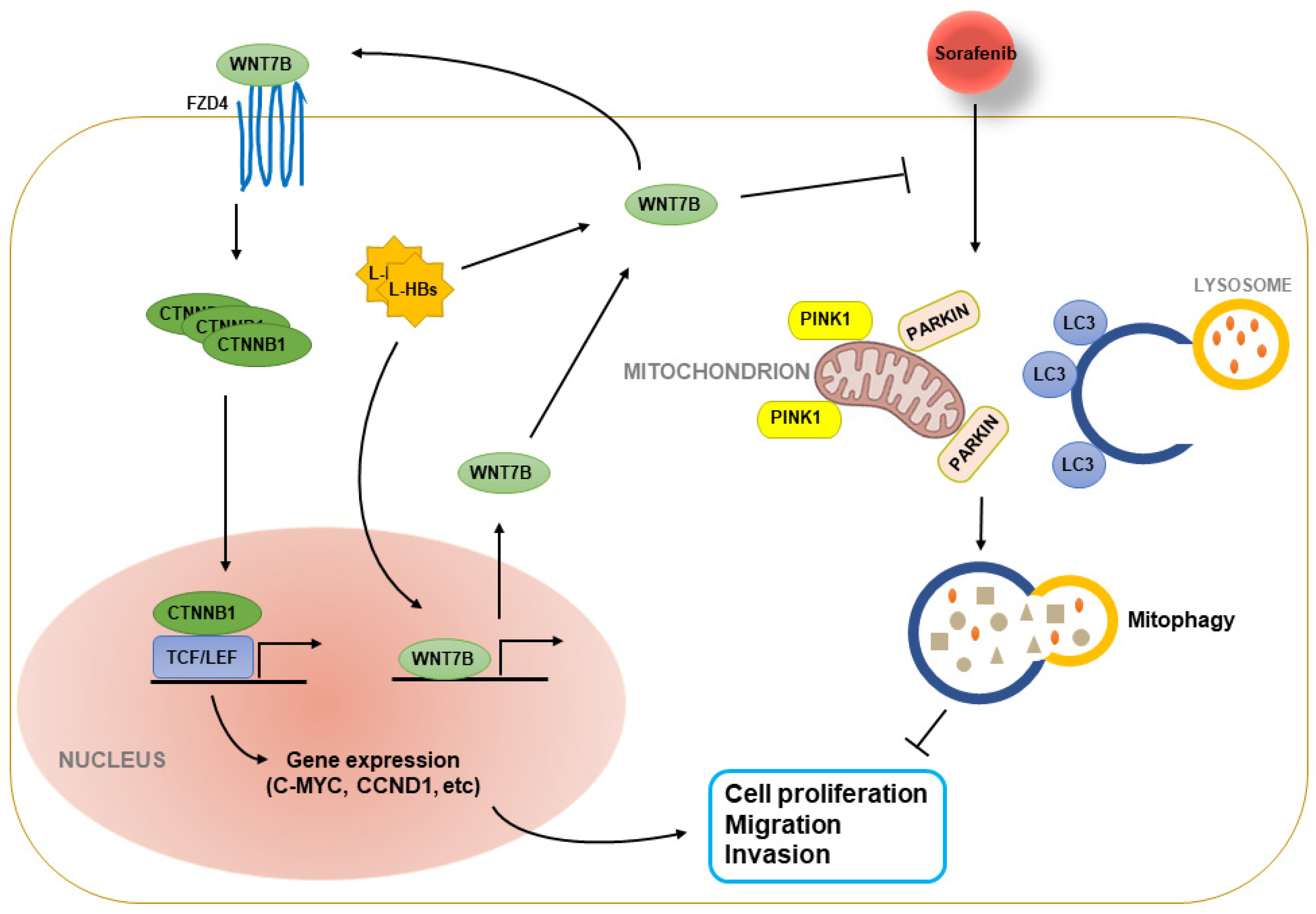 Cancers 14 05781 g007 Cancers 14 05781 g007