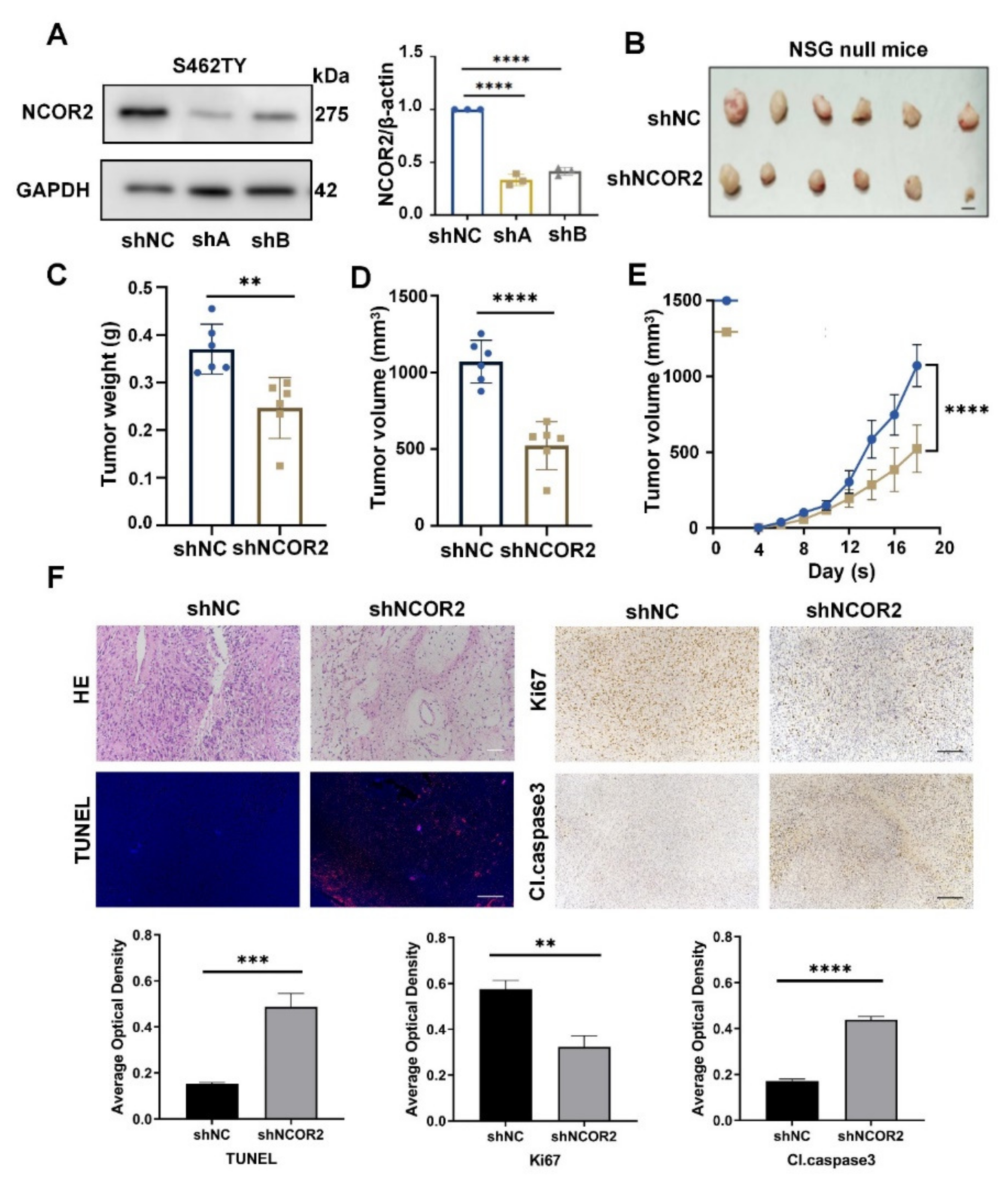 Cancers 14 05798 g003 Cancers 14 05798 g003