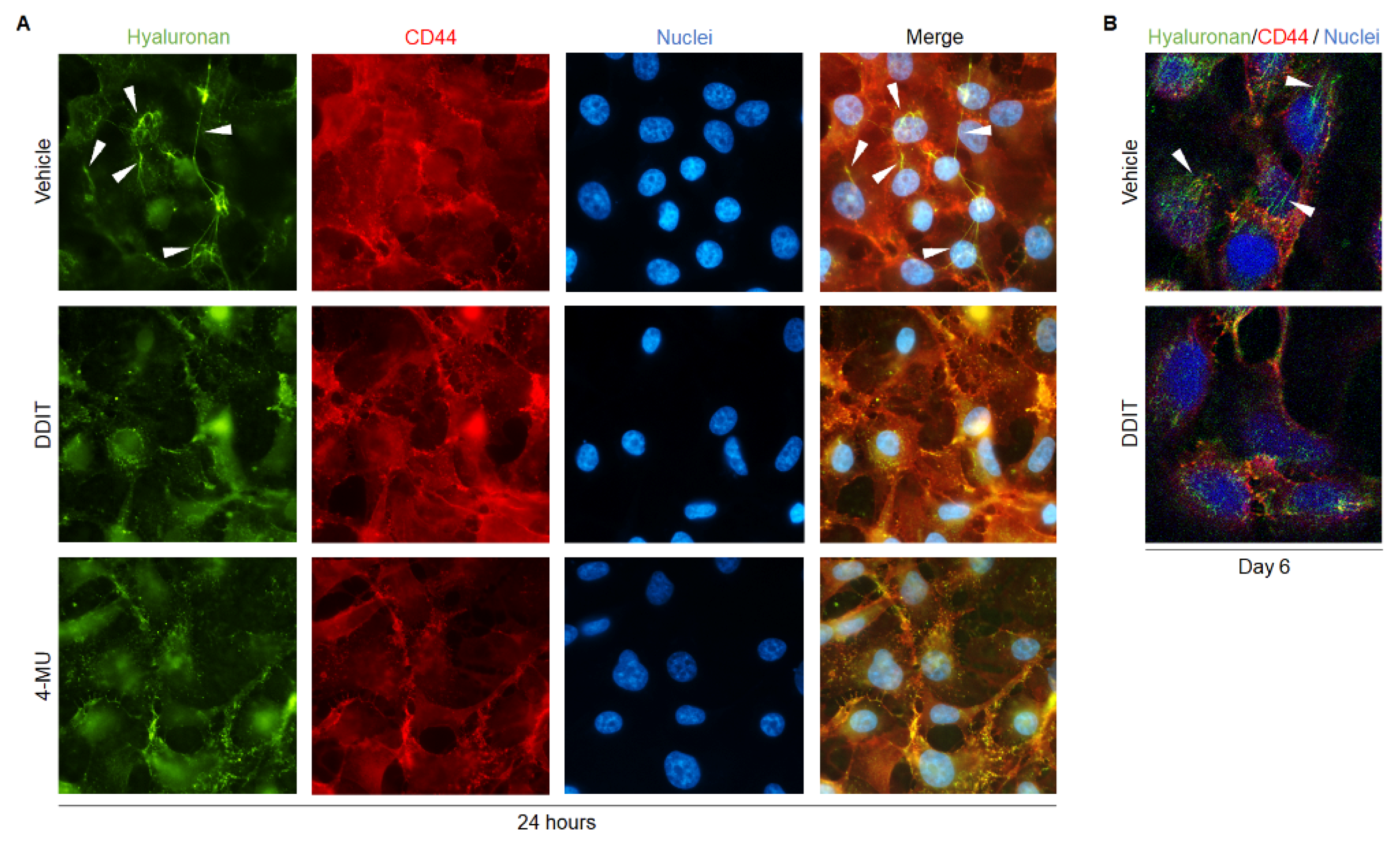Cancers Free FullText Identification of a Small Molecule Inhibitor