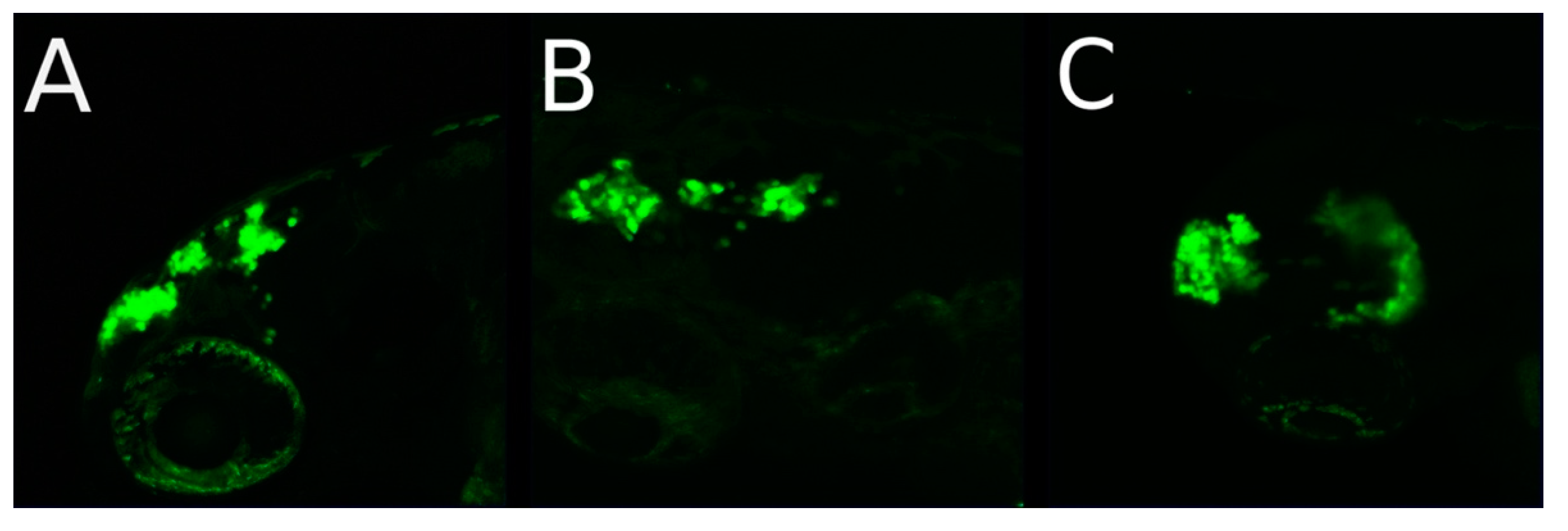 Cancers 14 05814 g007