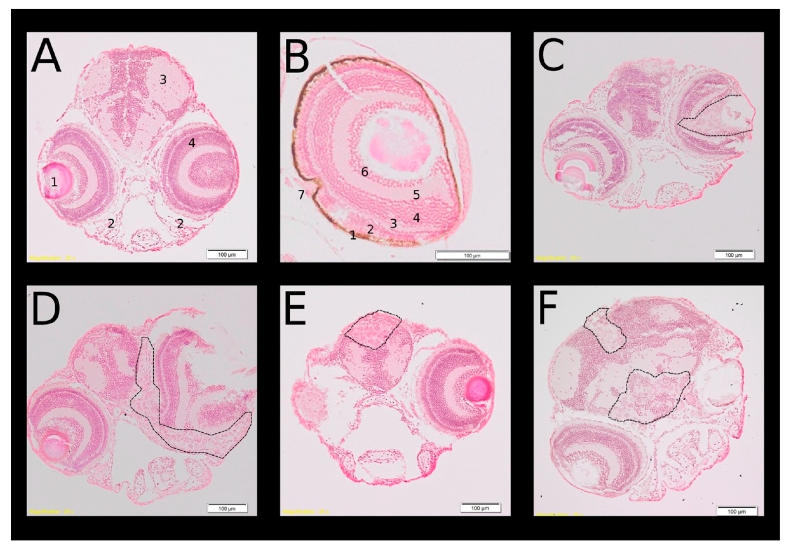 Cancers 14 05814 g008
