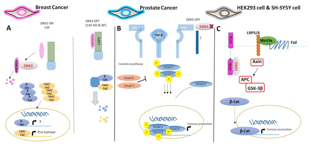 Cancers 14 05822 g003