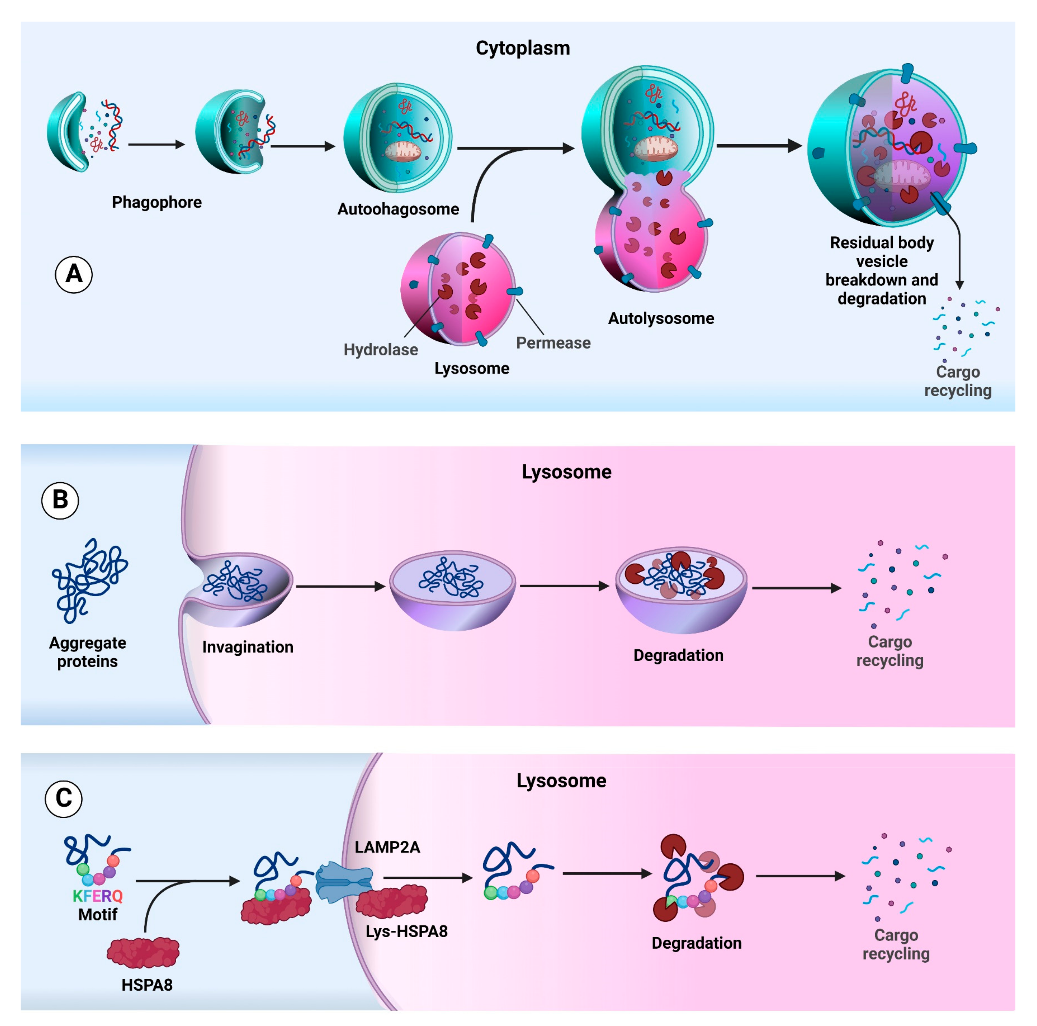 Swetha Nair Sex Video - Cancers | Free Full-Text | New Visions on Natural Products and Cancer  Therapy: Autophagy and Related Regulatory Pathways