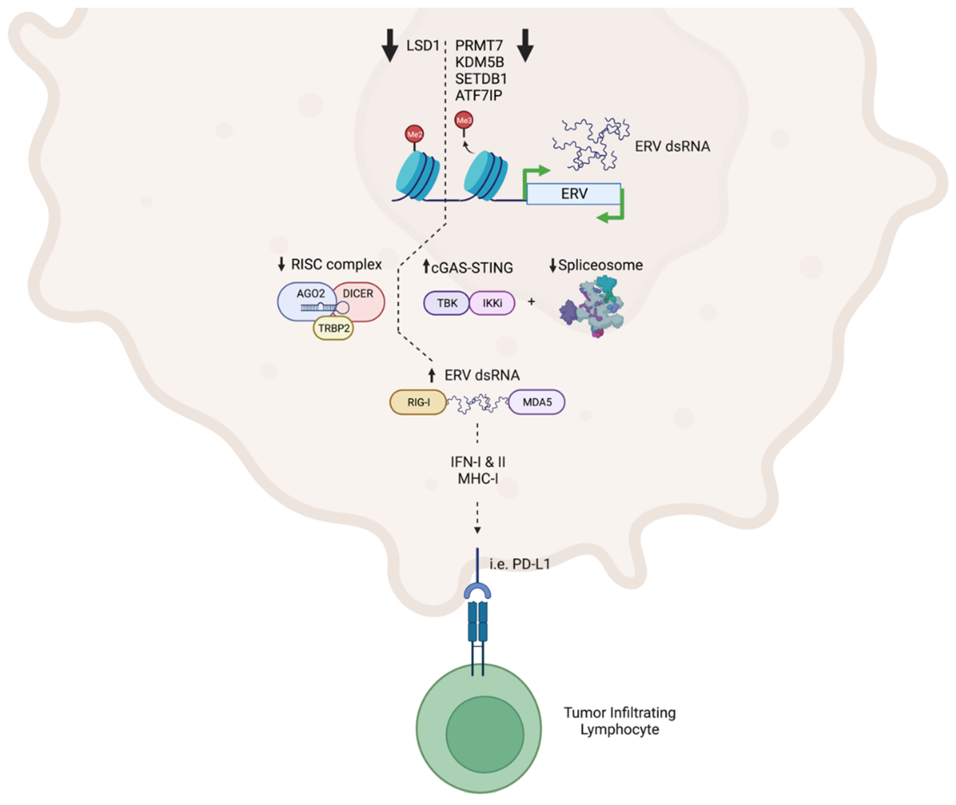 Cancers 14 05858 g001 Cancers 14 05858 g001