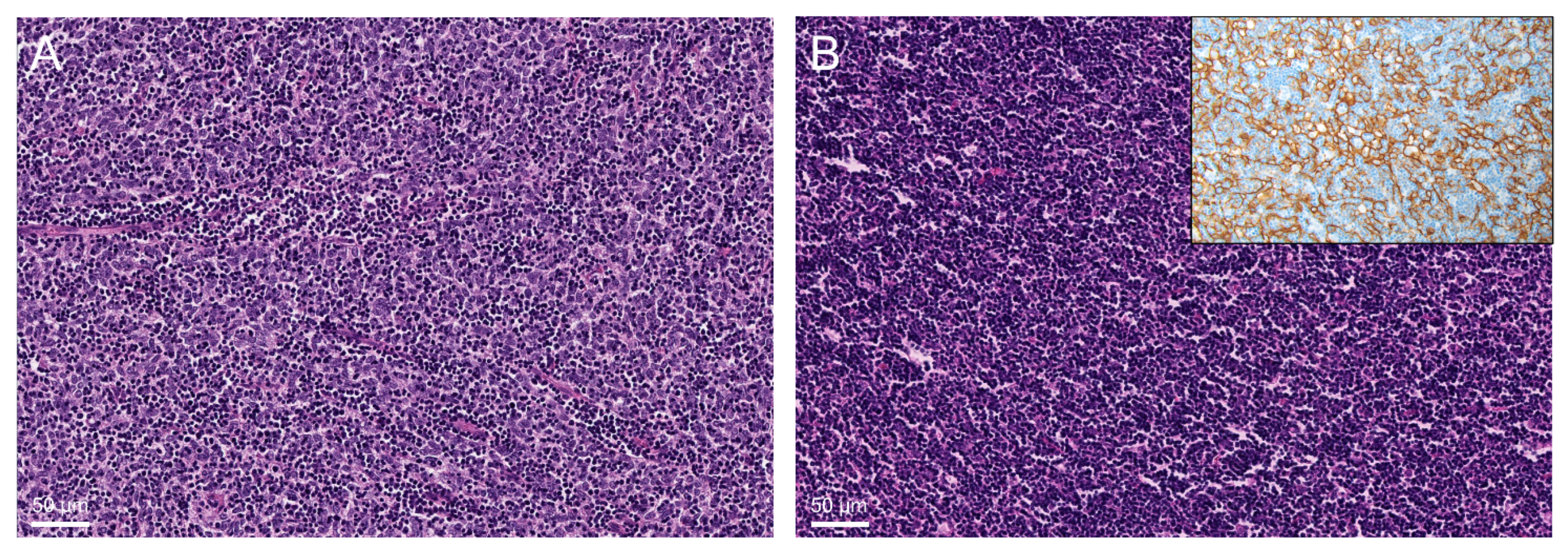 Cancers 14 05876 g003 Cancers 14 05876 g003