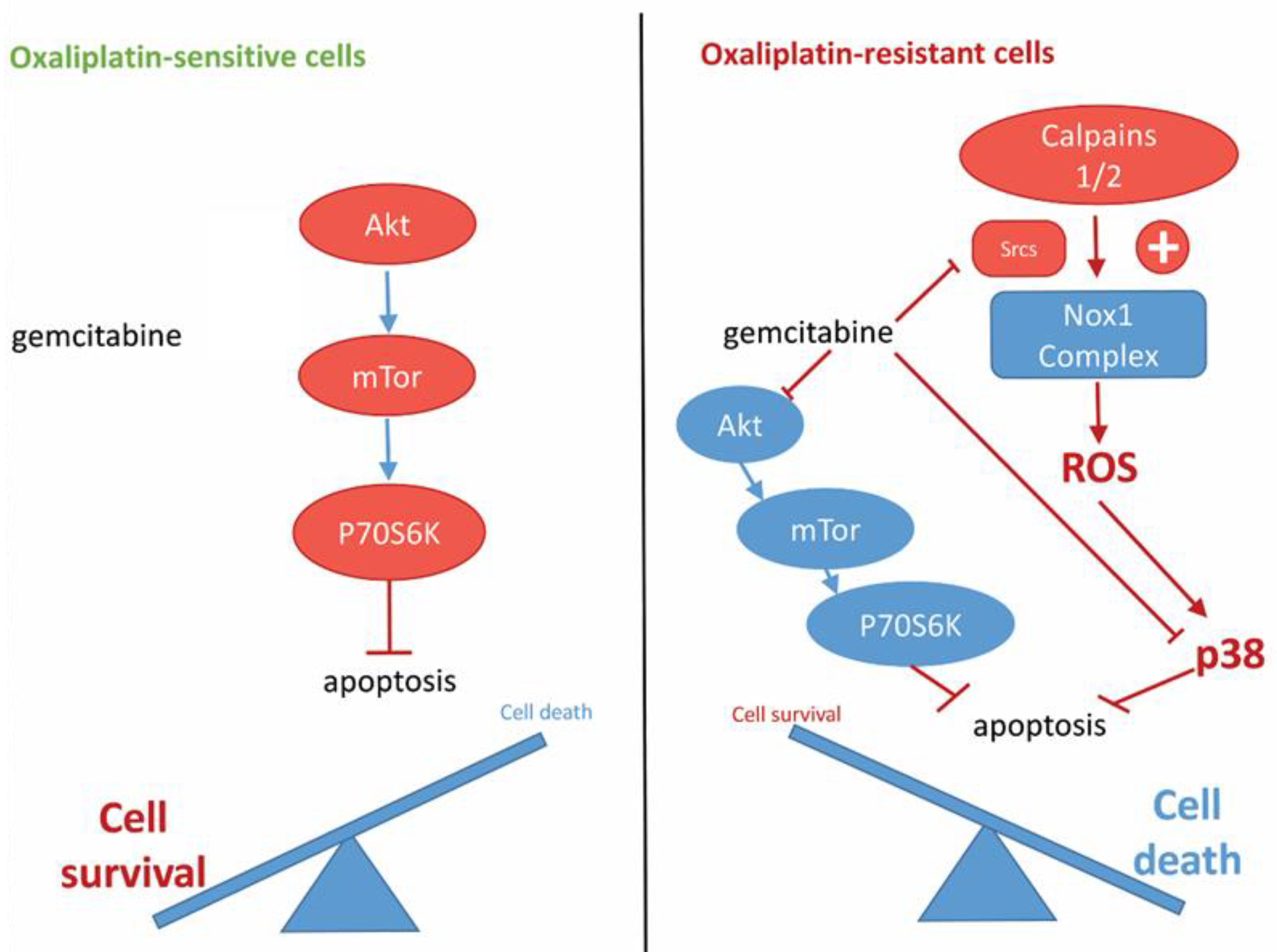 Cancers 14 05894 g005 Cancers 14 05894 g005
