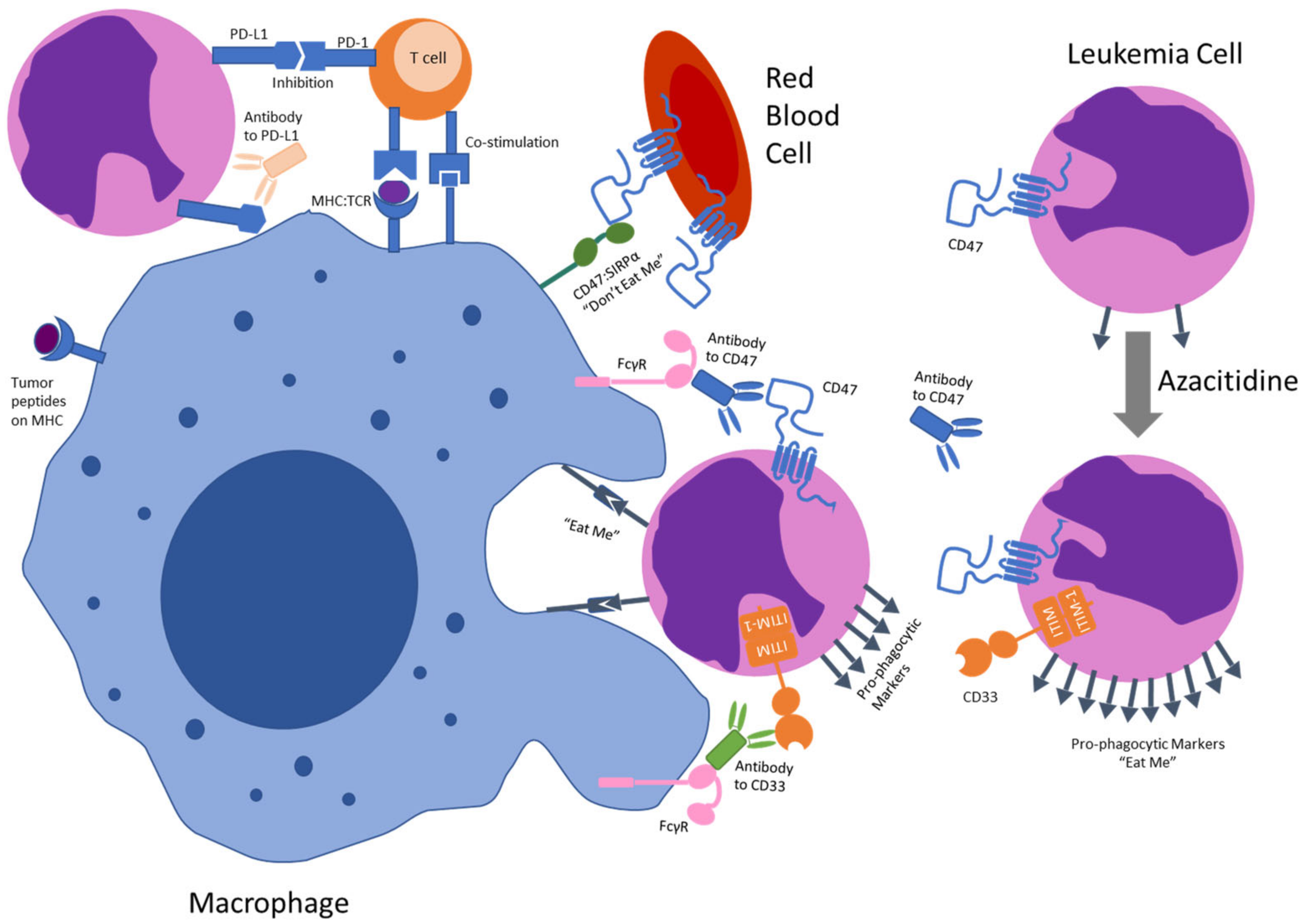 Cancers 14 05906 g002 Cancers 14 05906 g002