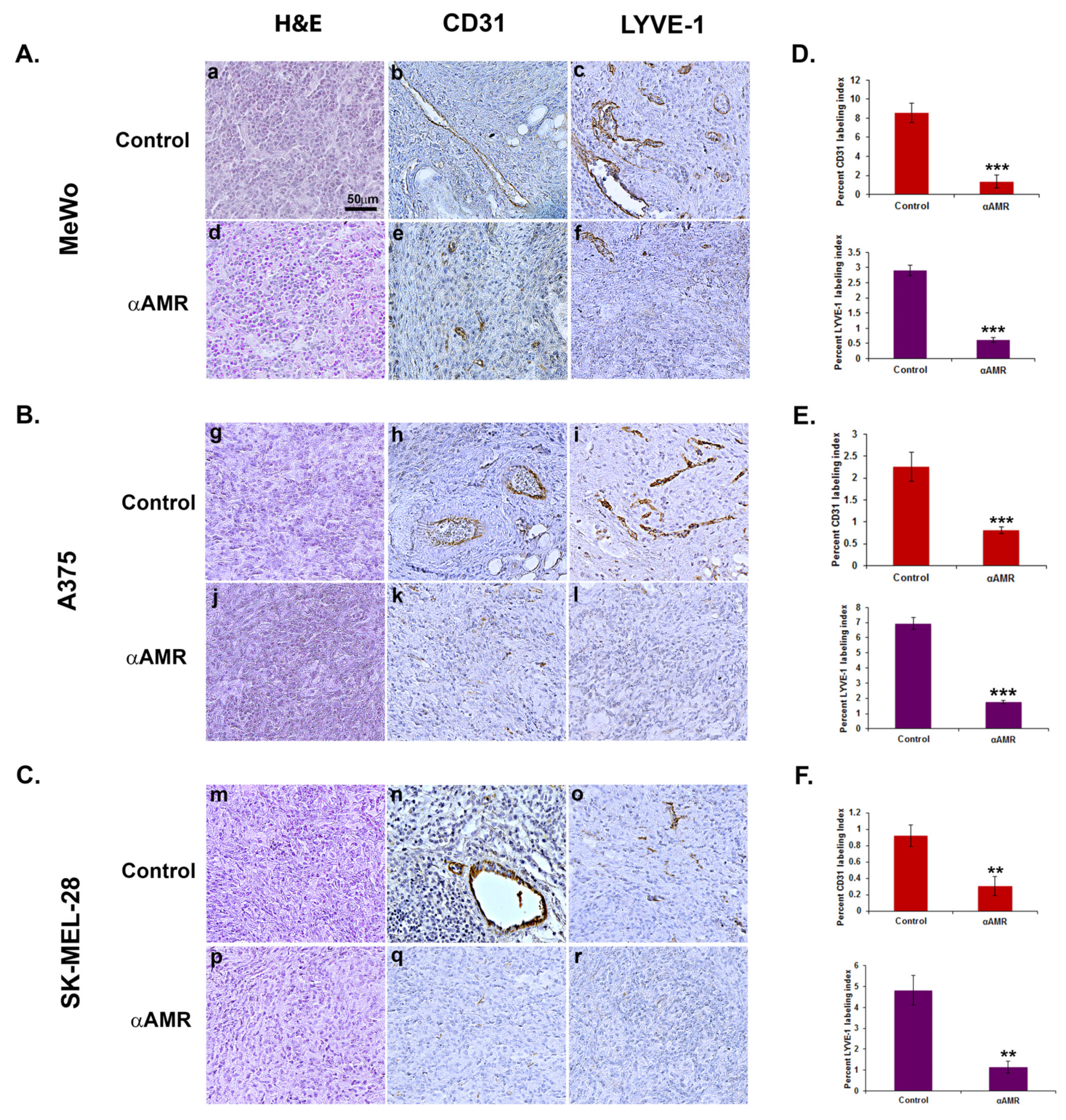 Cancers 14 05909 g005 Cancers 14 05909 g005