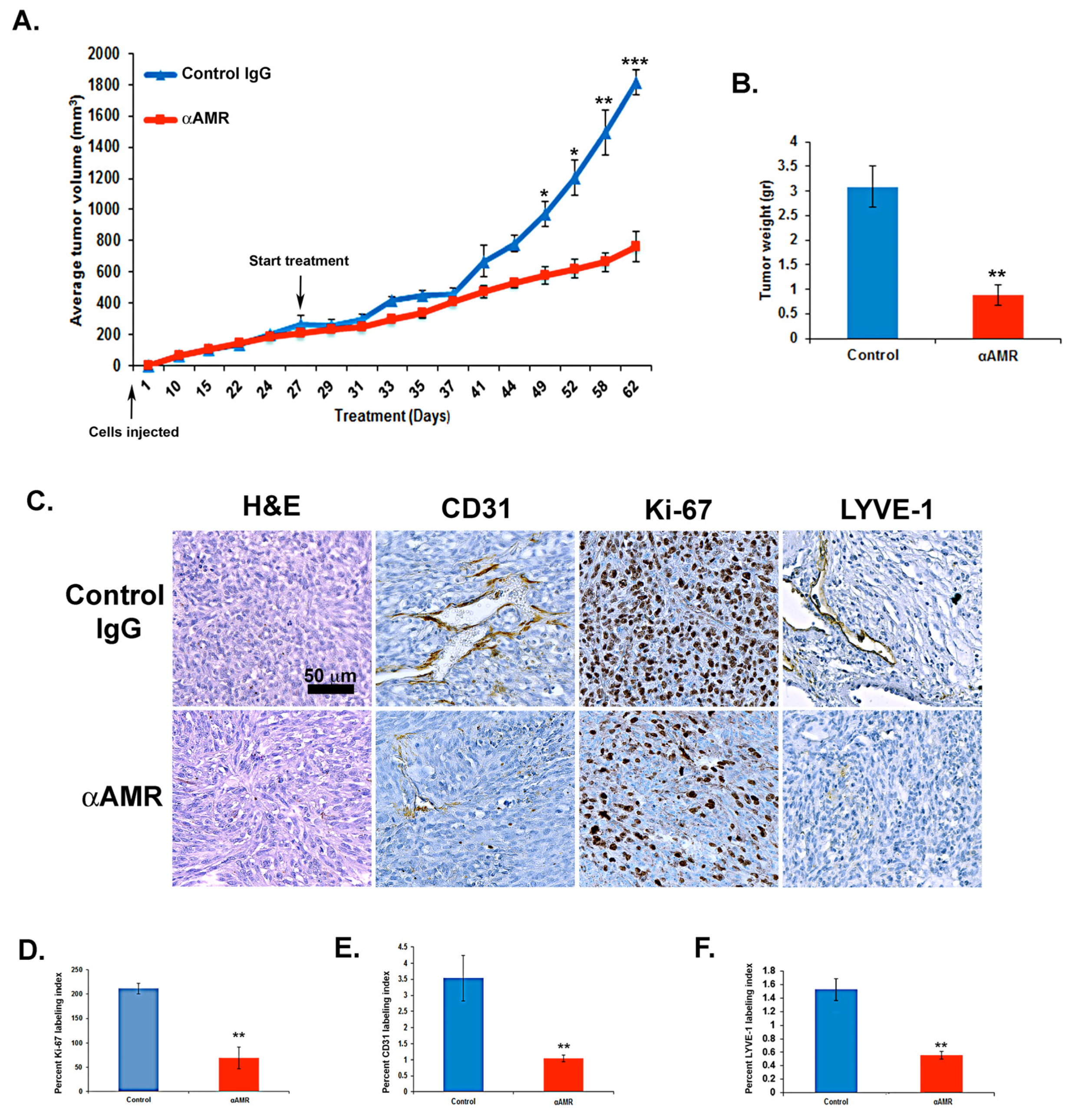 Cancers 14 05909 g007 Cancers 14 05909 g007