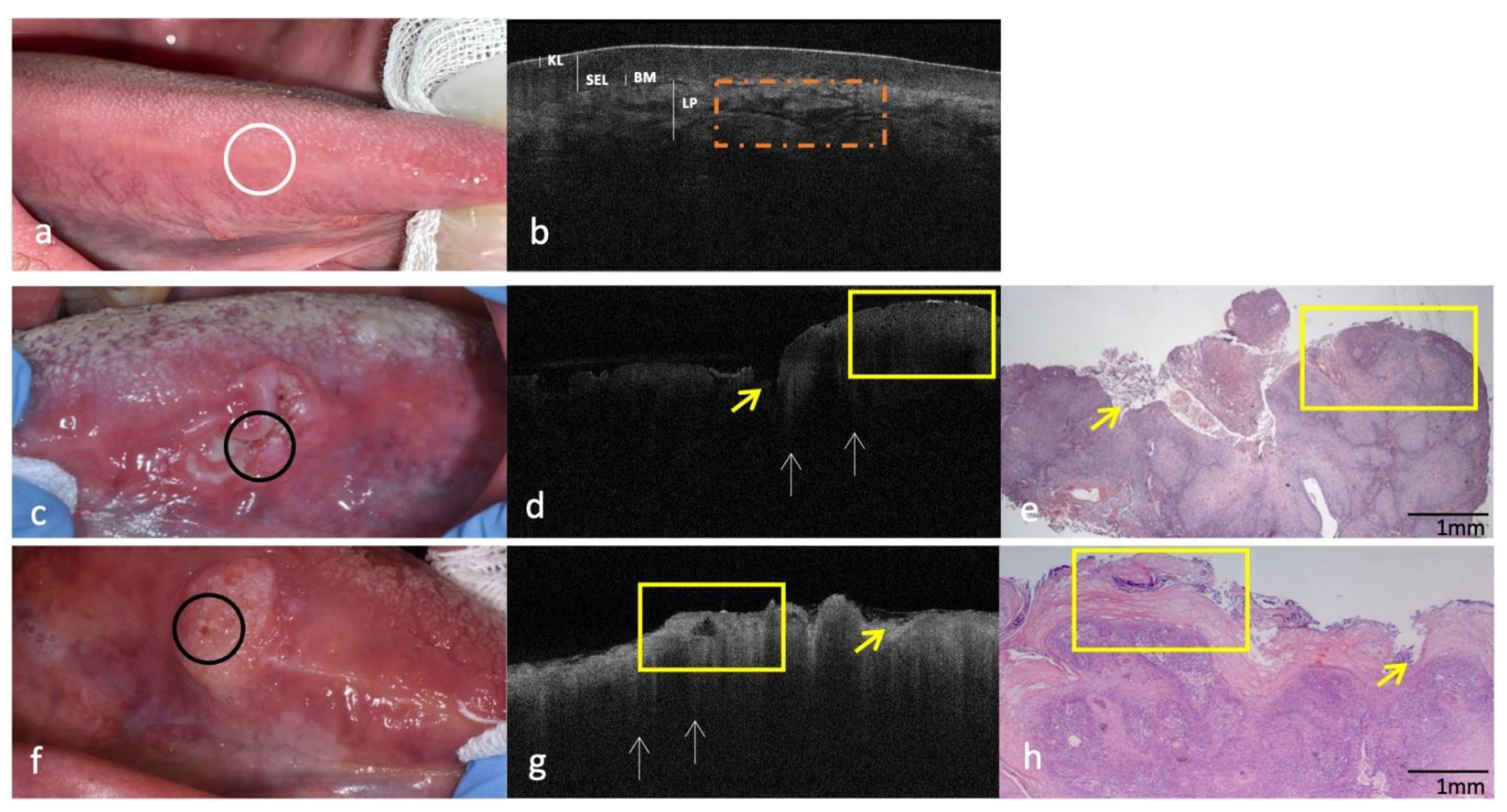 Cancers 14 05916 g002