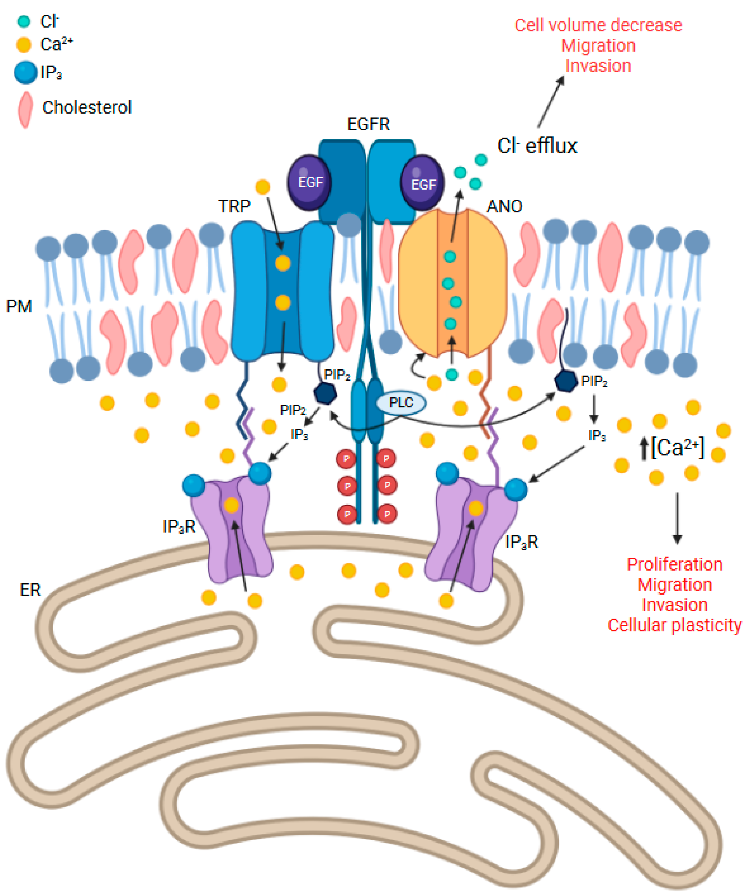 Cancers 14 05932 g001