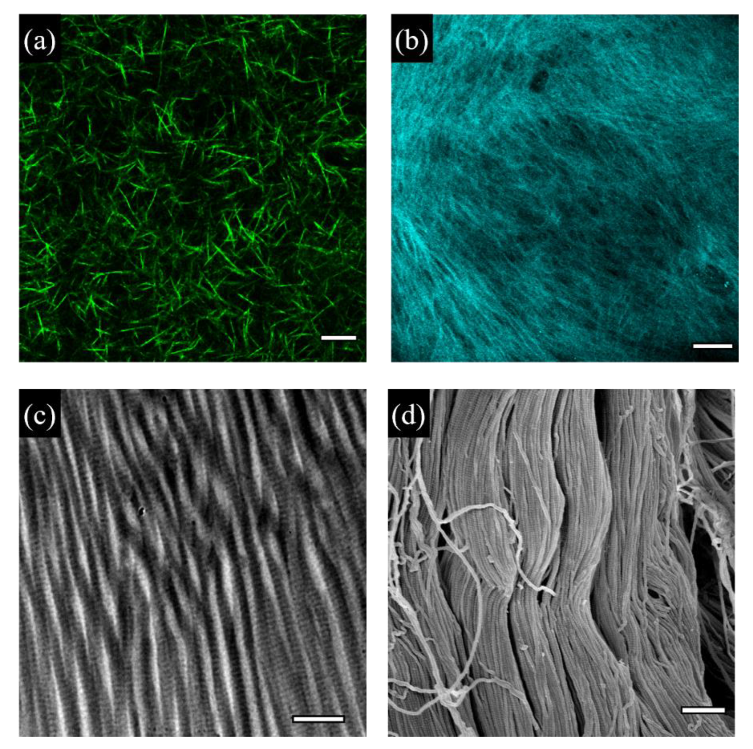 Cancers 14 05939 g001 Cancers 14 05939 g001