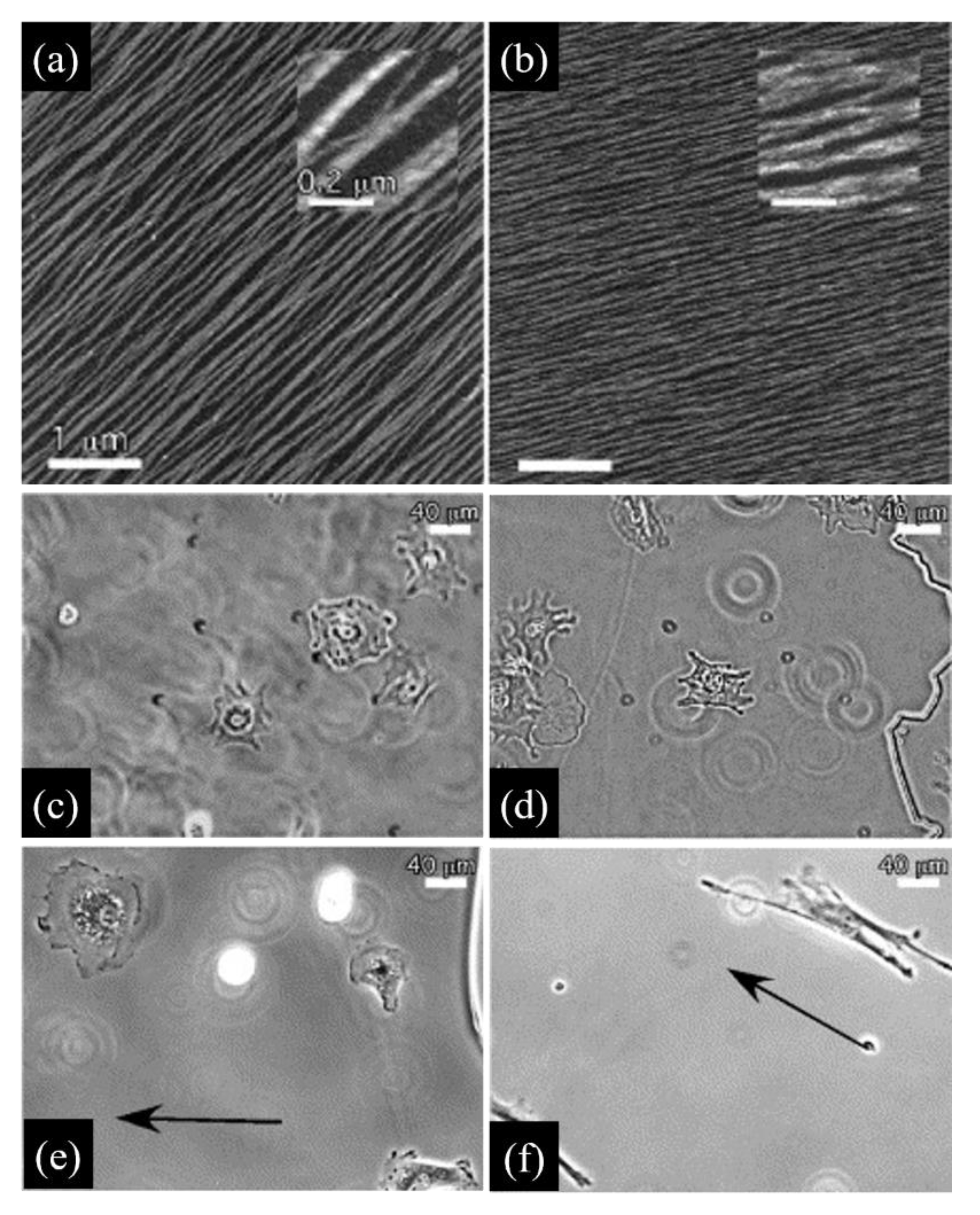 Cancers 14 05939 g002 Cancers 14 05939 g002