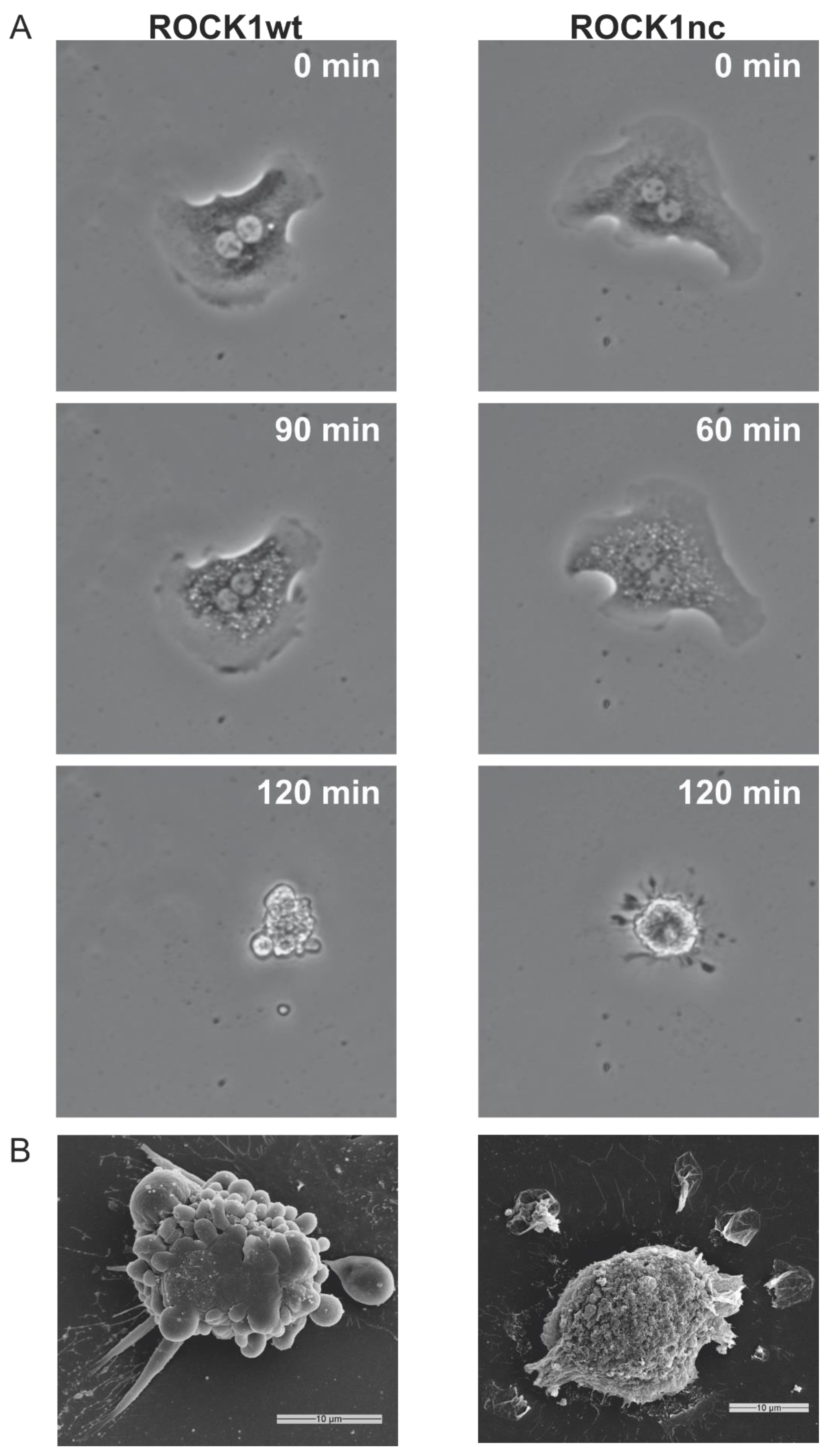 Cancers 14 05943 g001 Cancers 14 05943 g001