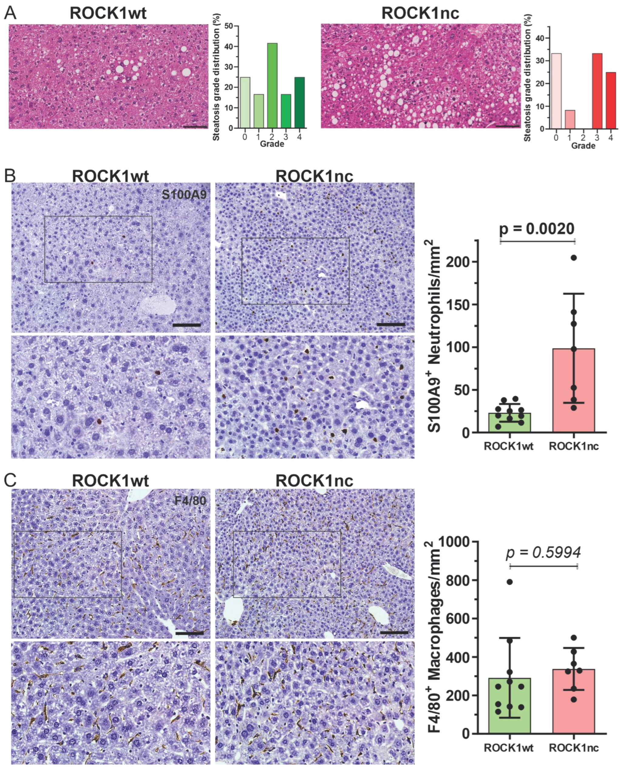 Cancers 14 05943 g003 Cancers 14 05943 g003