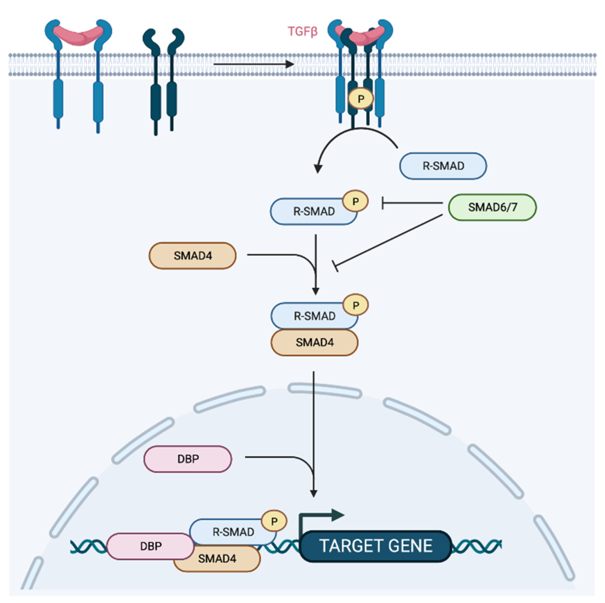 Cancers 14 05948 g005