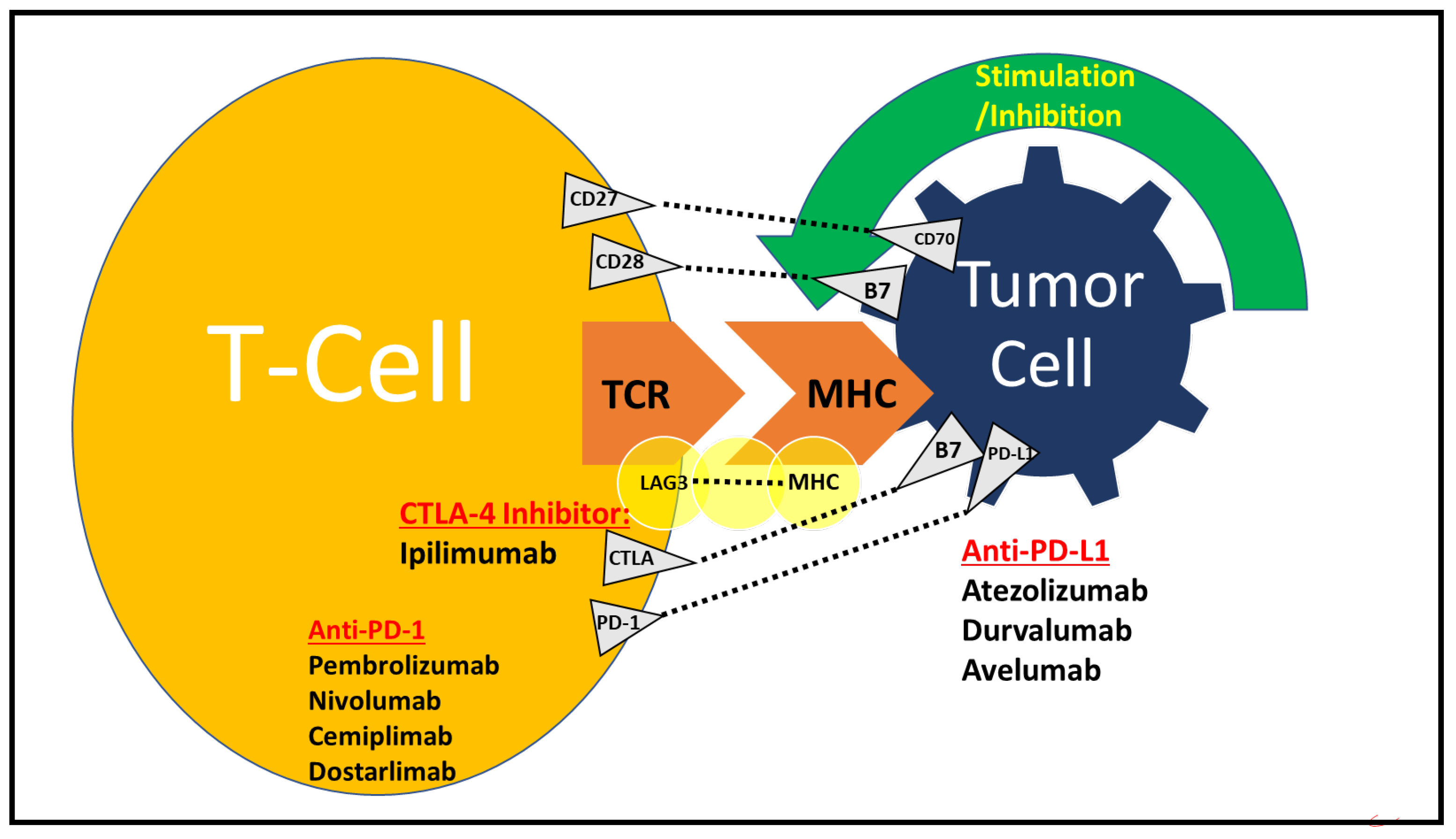 Cancers 14 05954 g001 Cancers 14 05954 g001