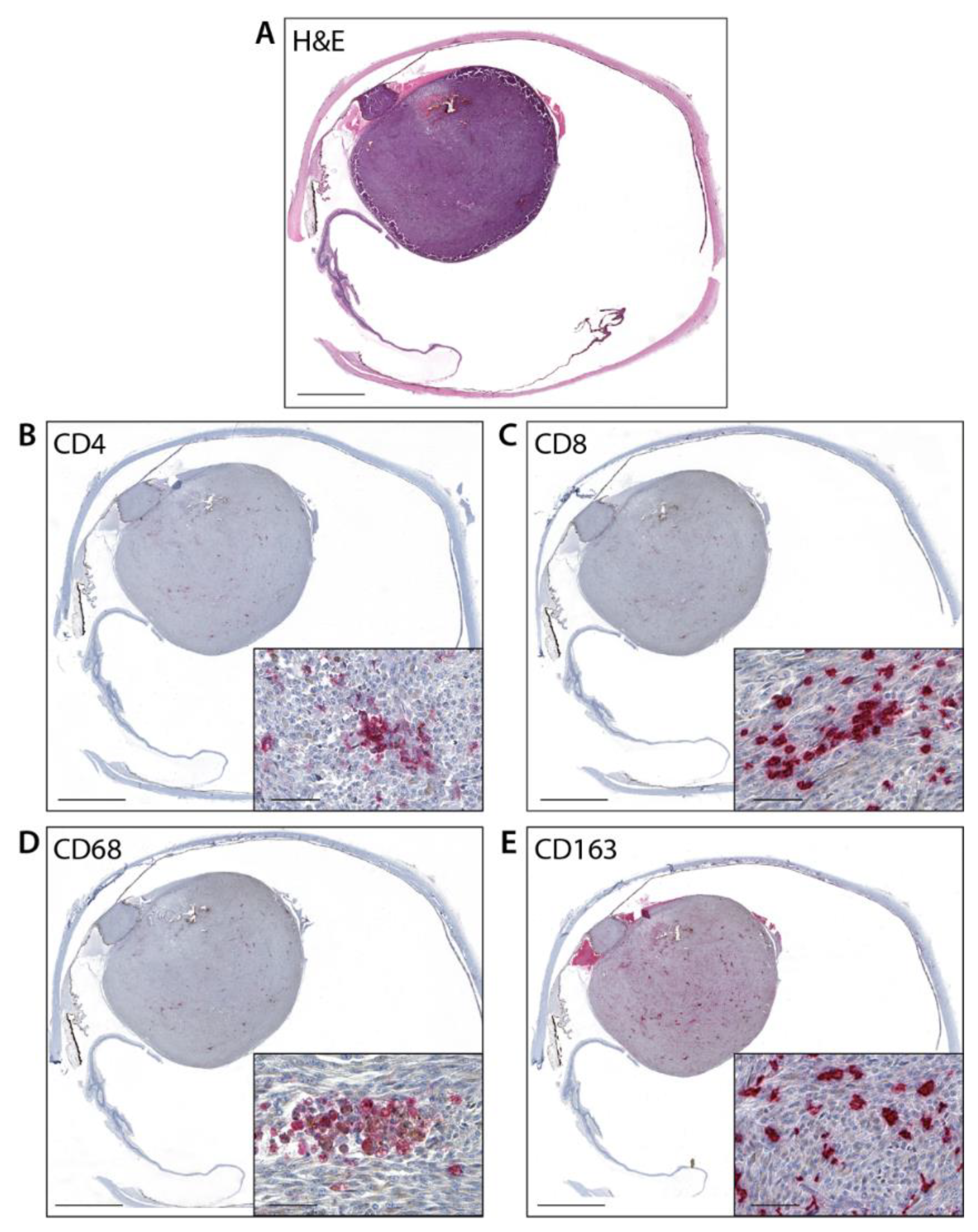 Cancers 14 05959 g001 Cancers 14 05959 g001