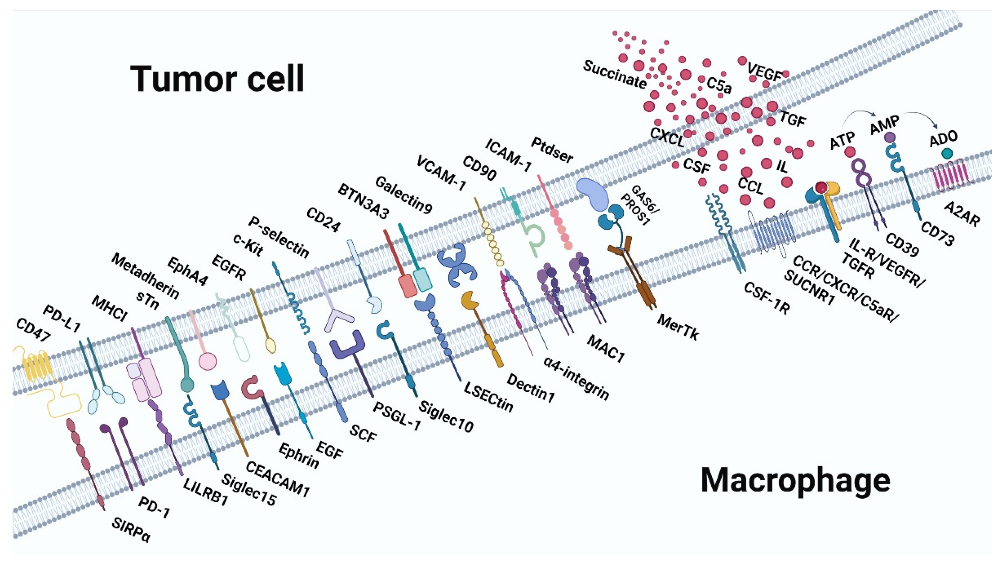 Cancers 14 05963 g003