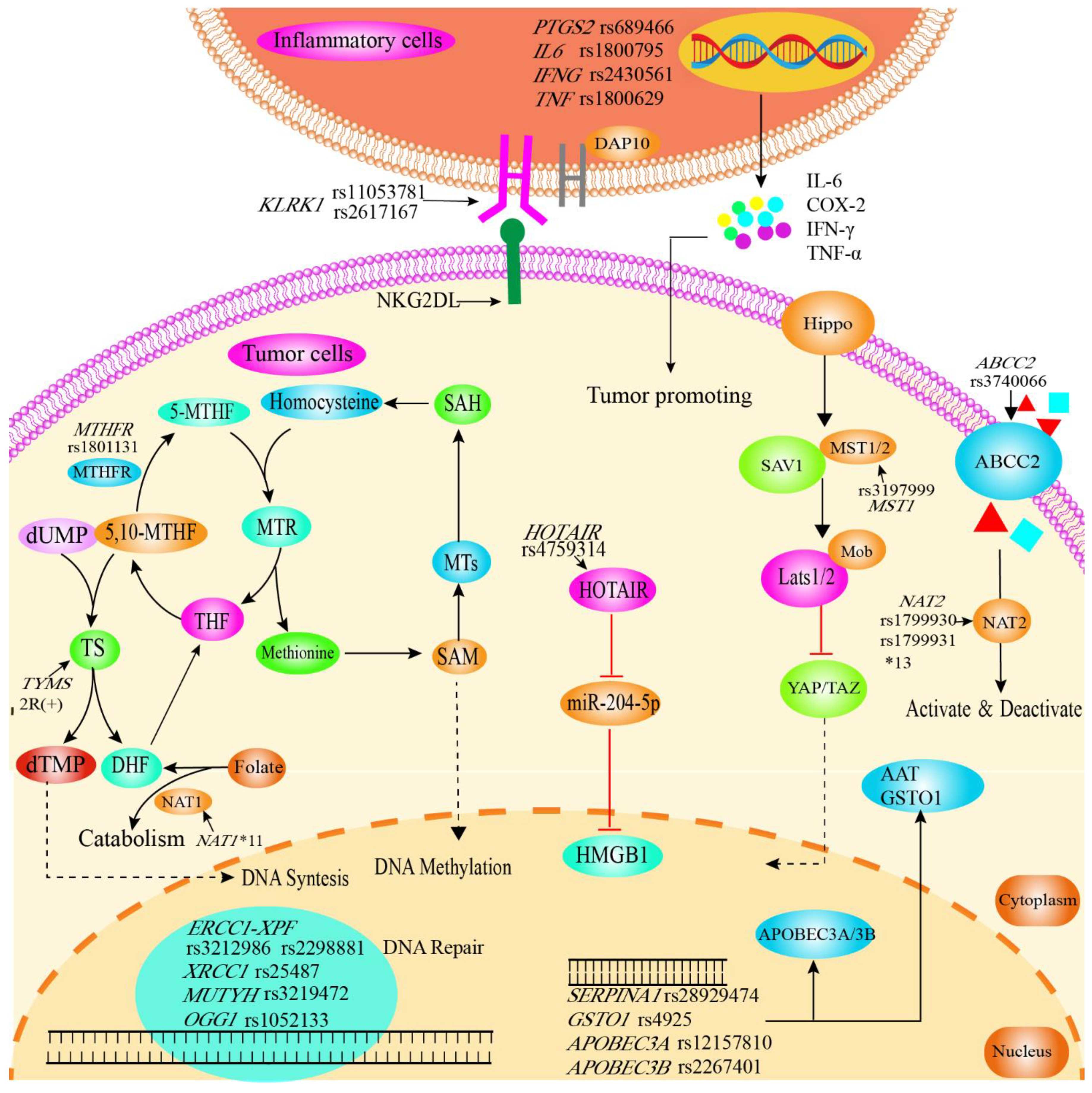 Cancers 14 05969 g004