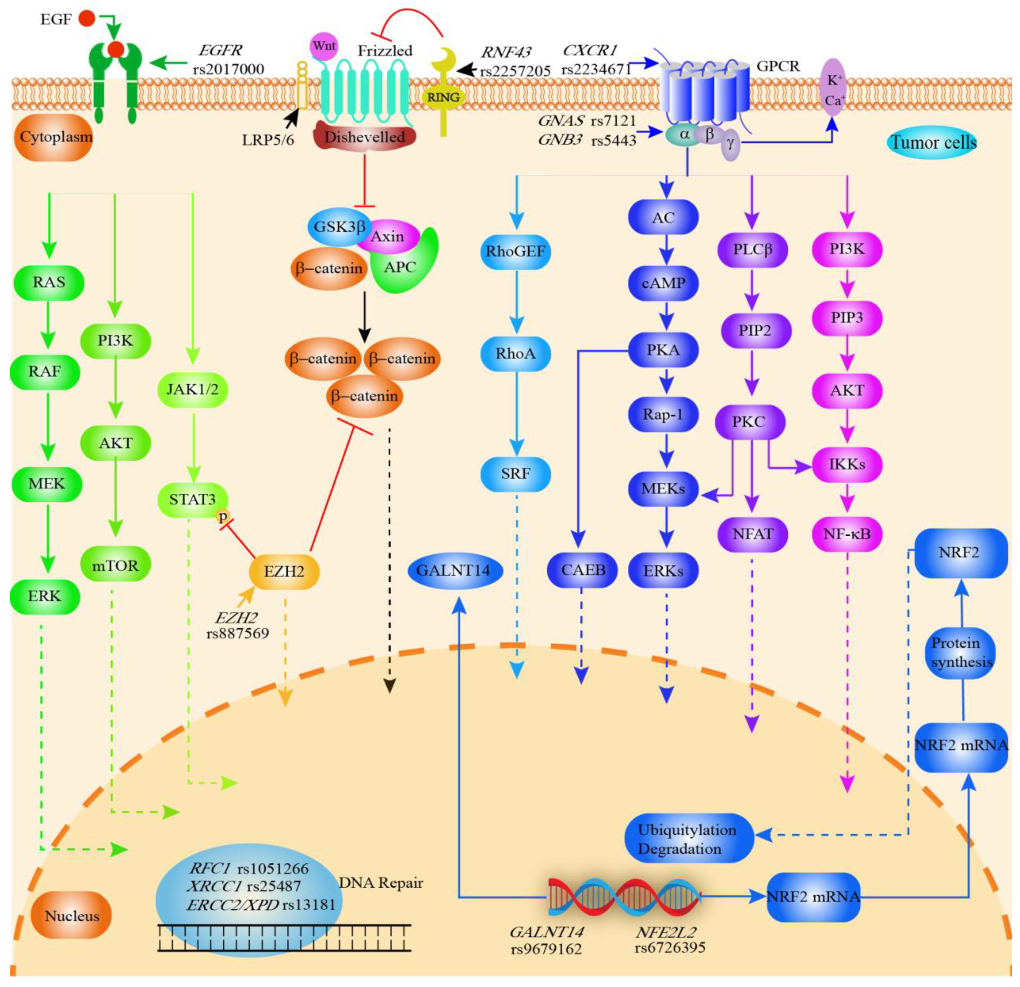 Cancers 14 05969 g005