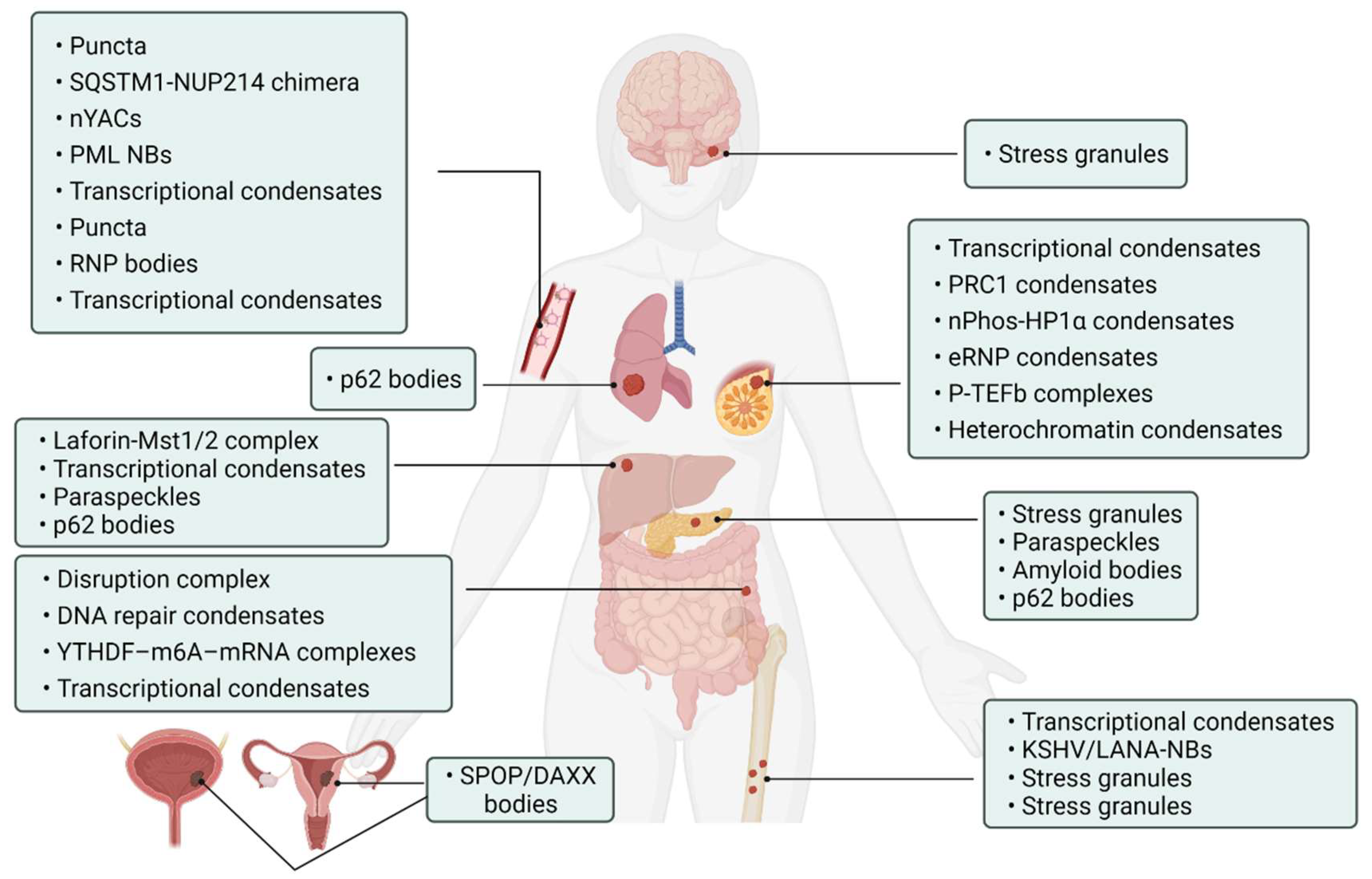 Cancers 14 05971 g004