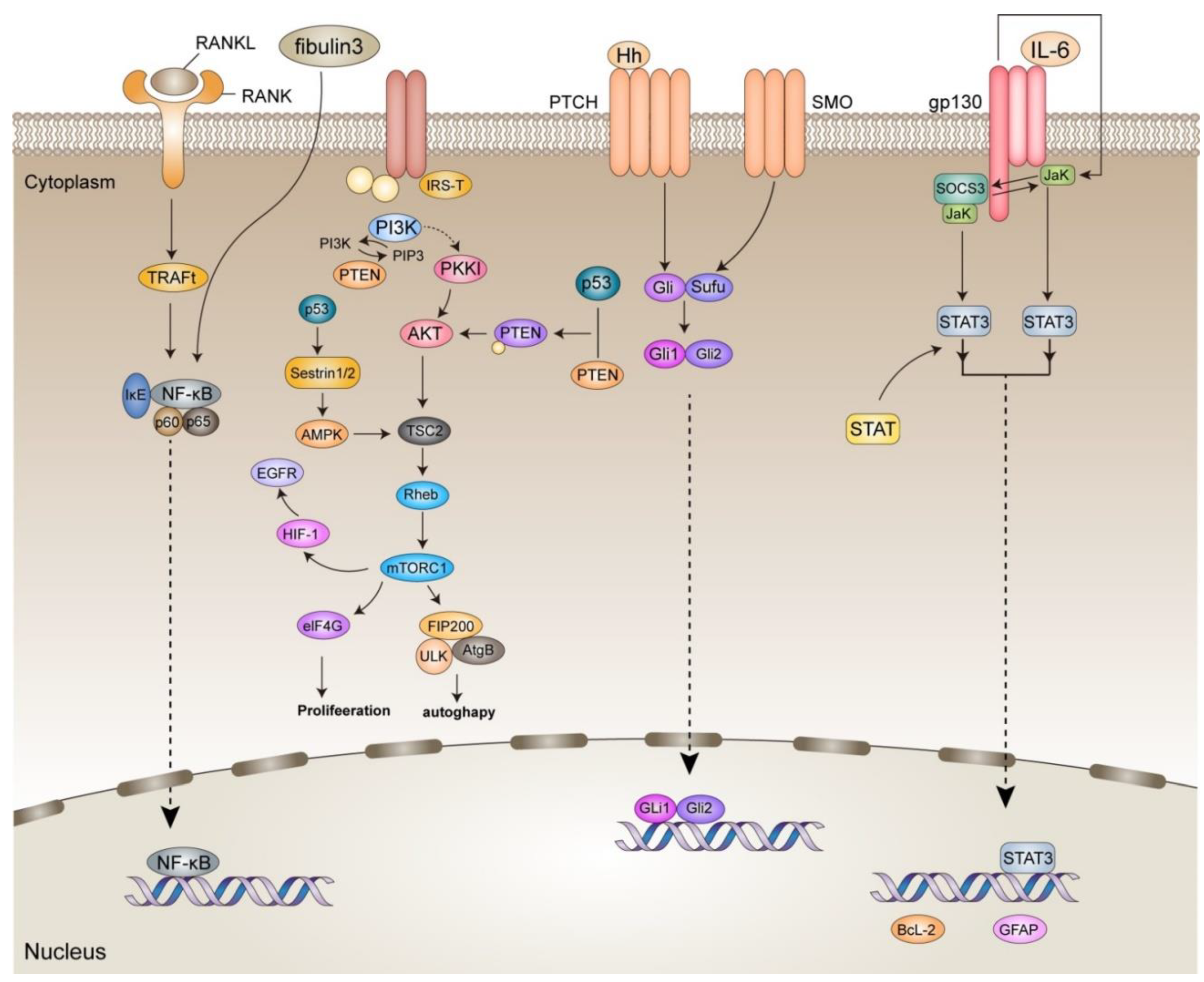Cancers 14 05977 g004