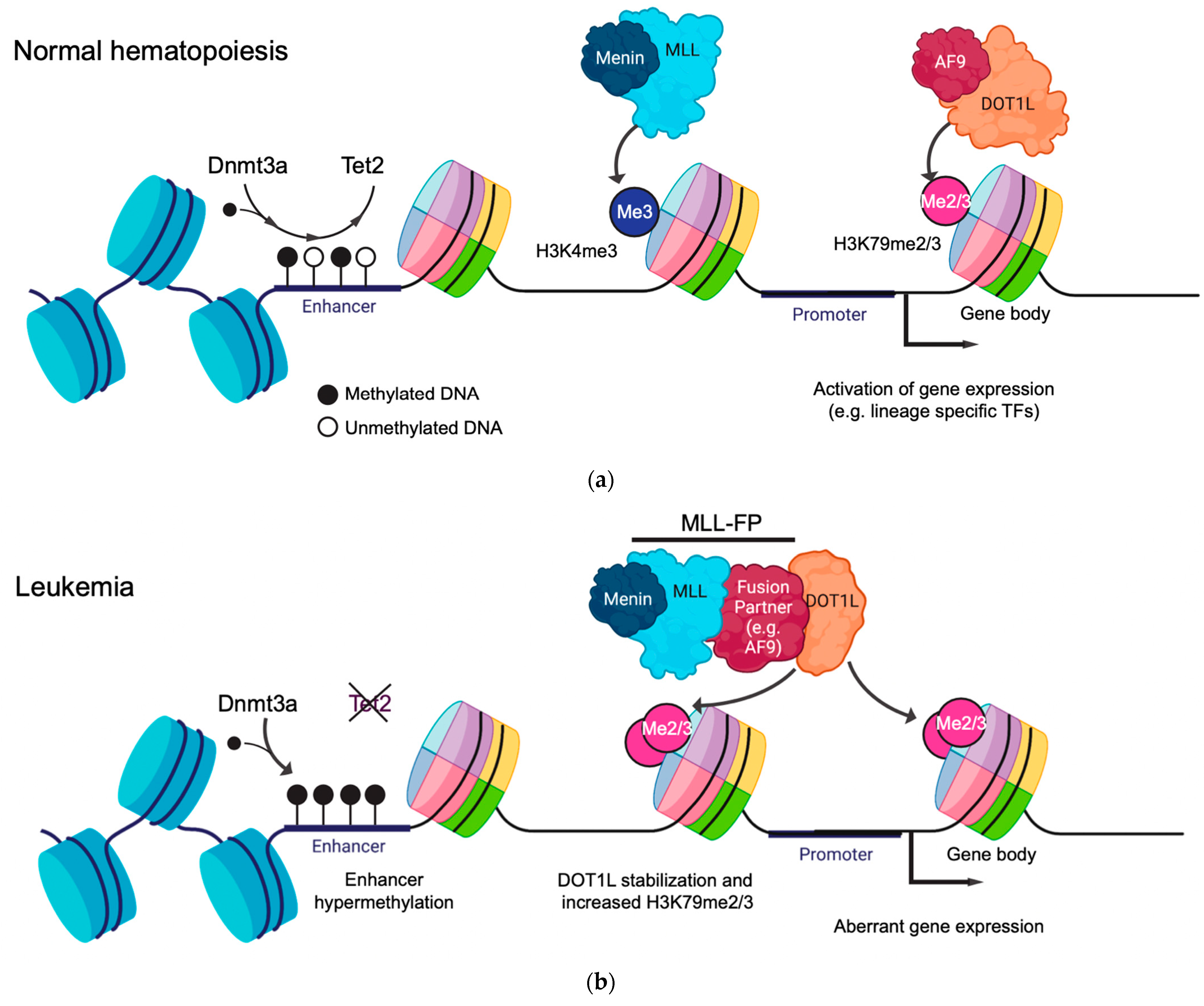 Dissecting MENIN in bivalent gene regulation