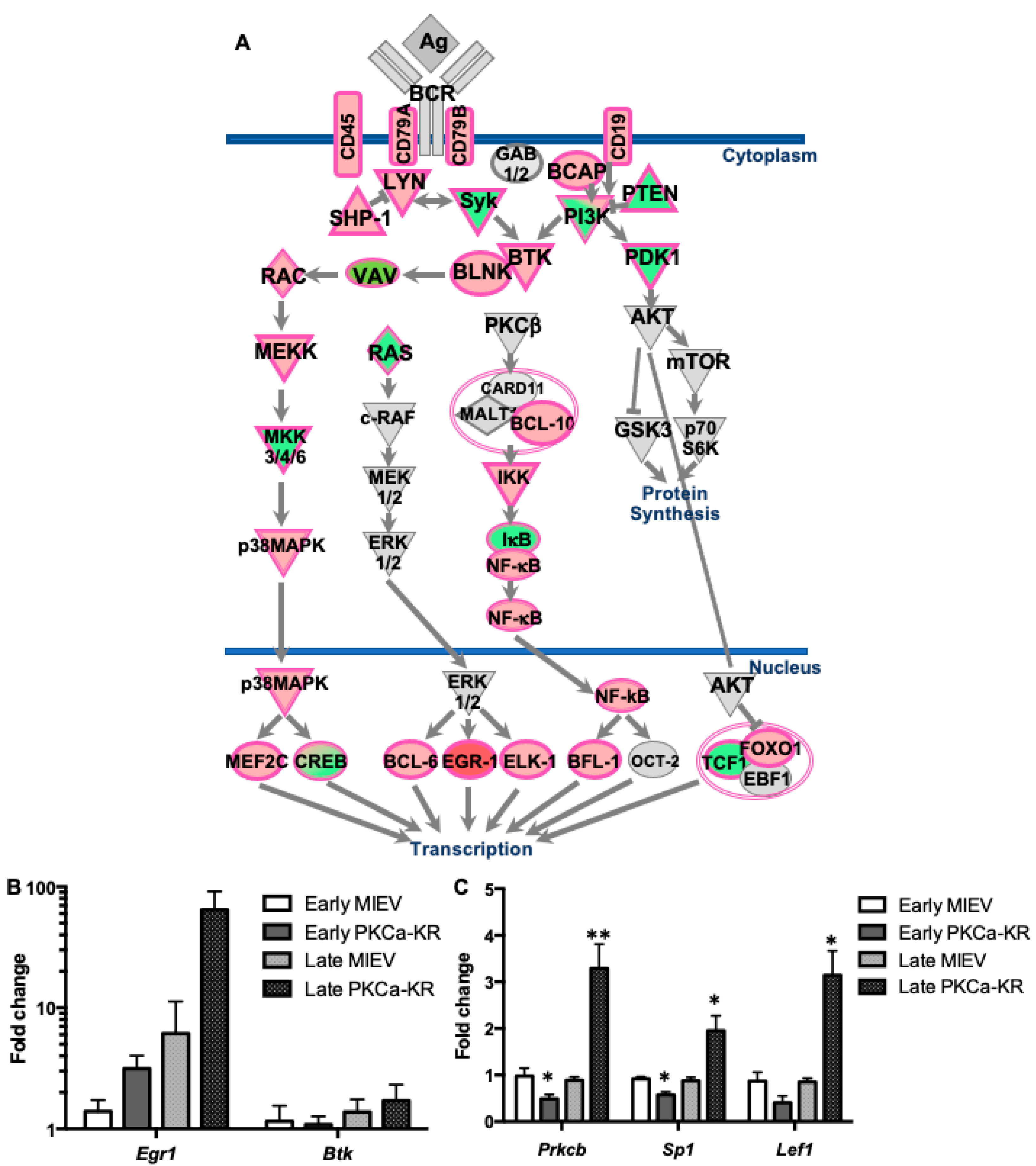 Cancers 14 06006 g004