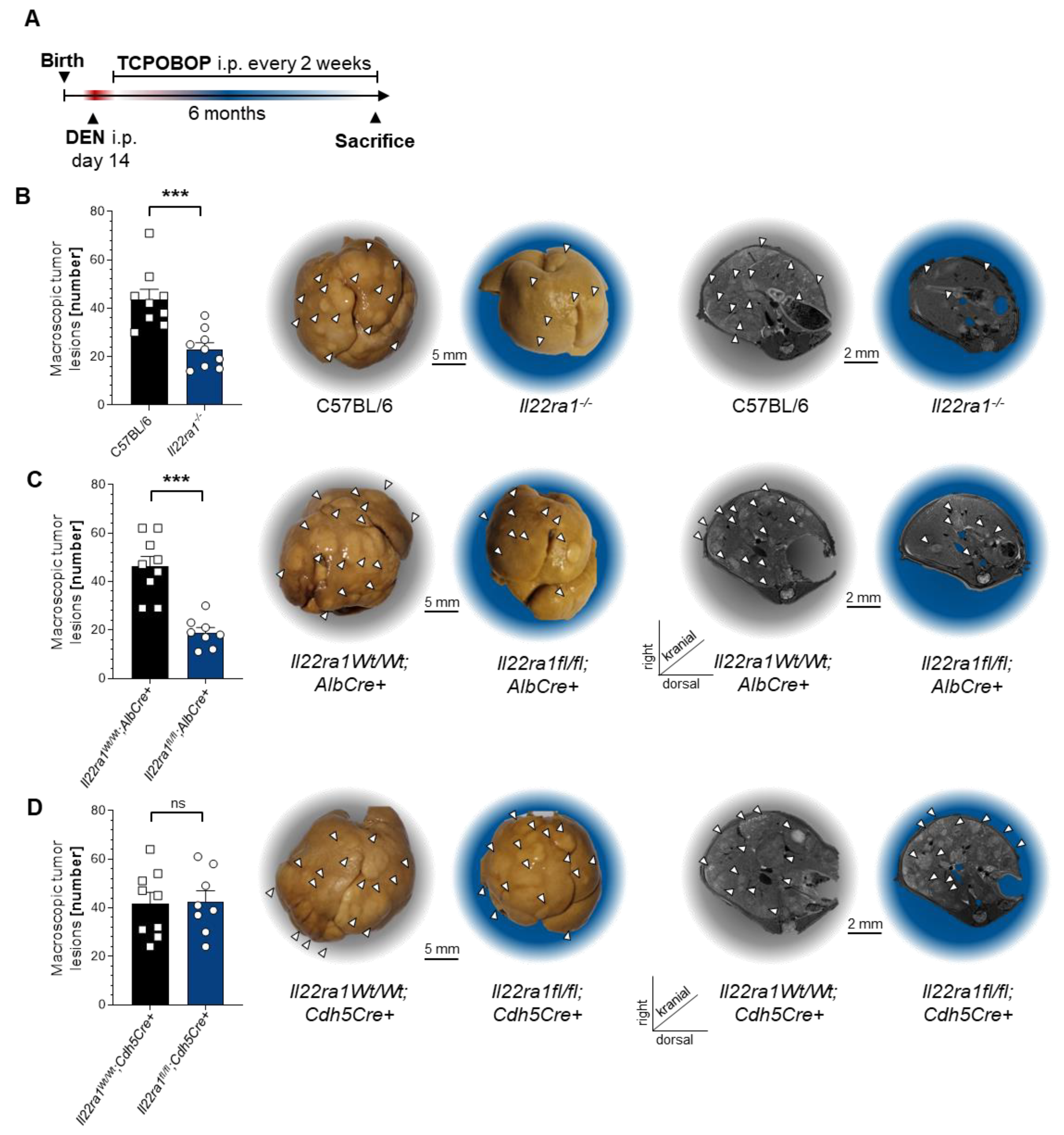 Cancers 14 06019 g004 Cancers 14 06019 g004