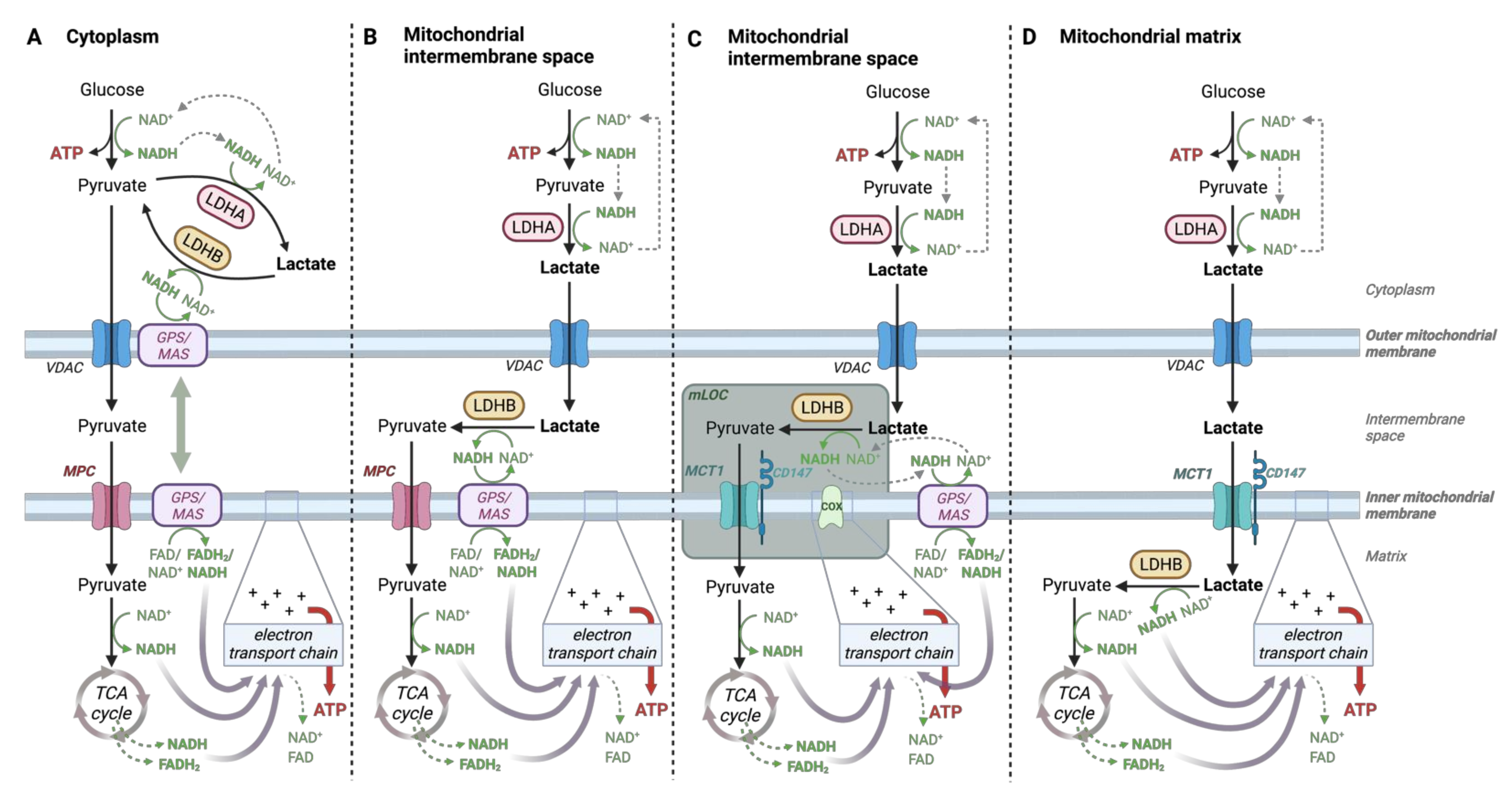 Cancers 14 06028 g006 Cancers 14 06028 g006