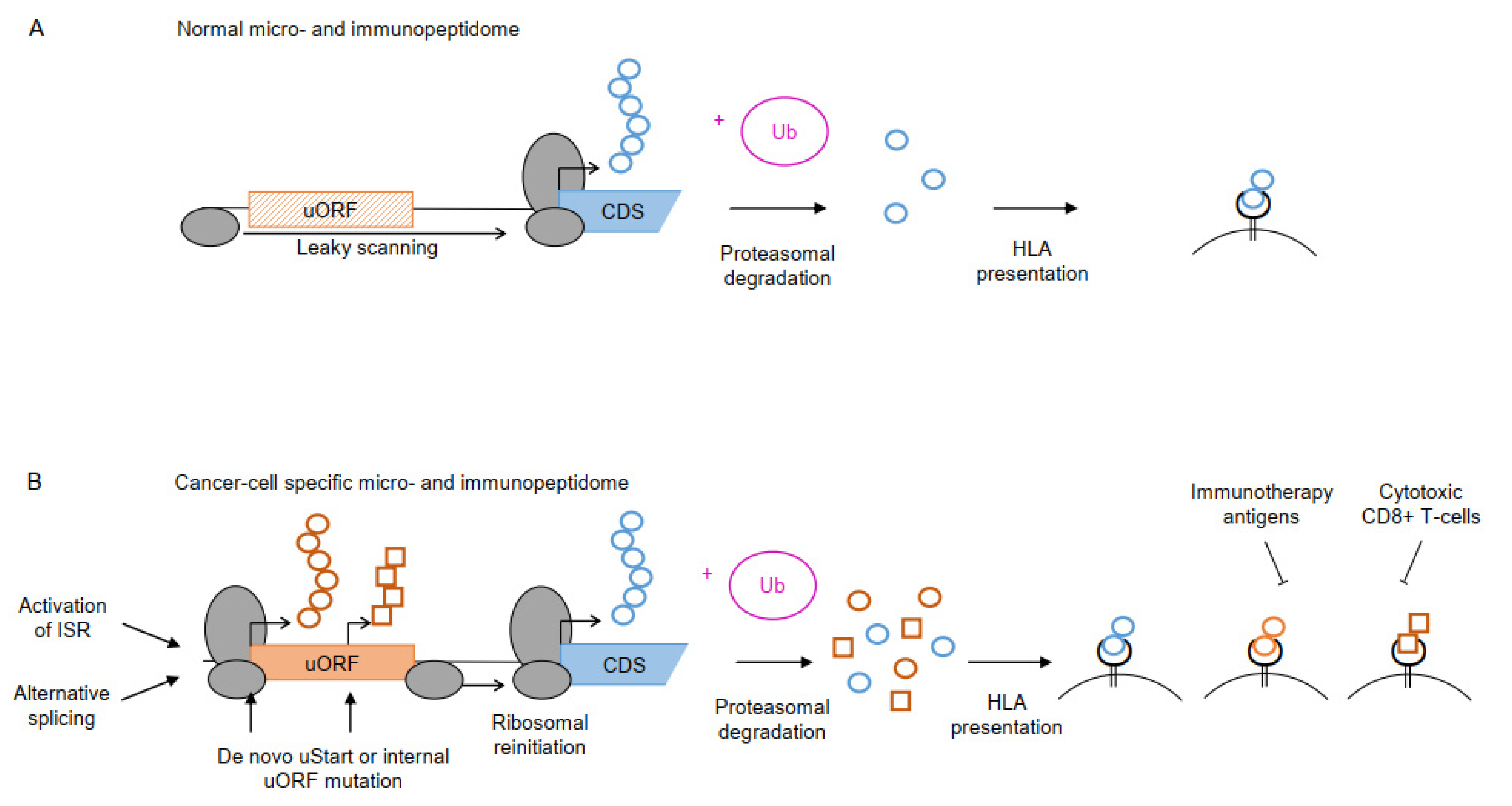 Cancers 14 06031 g003 Cancers 14 06031 g003