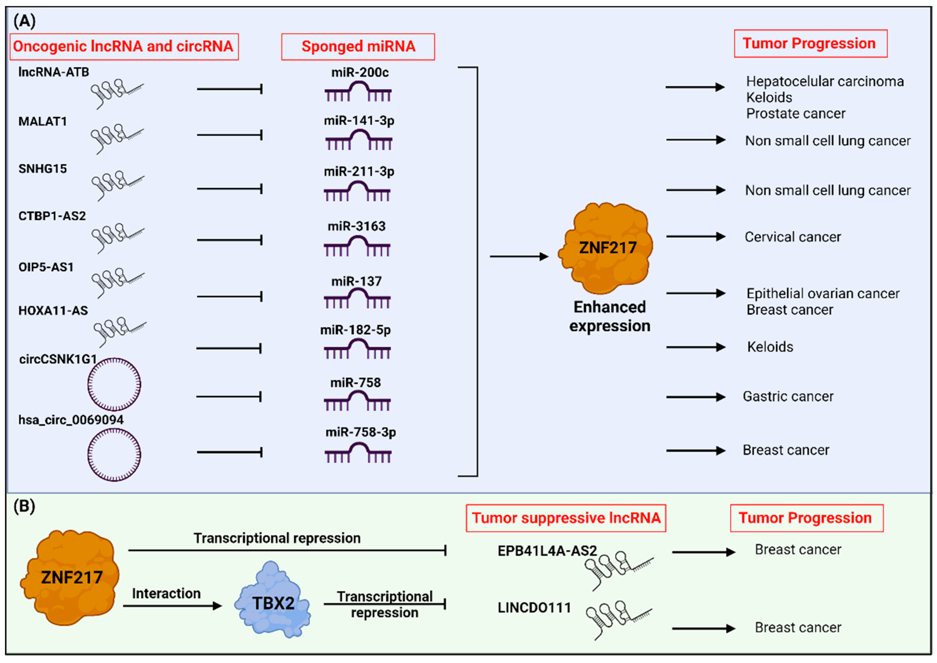 The Intricate Interplay between the ZNF217 Oncogene and