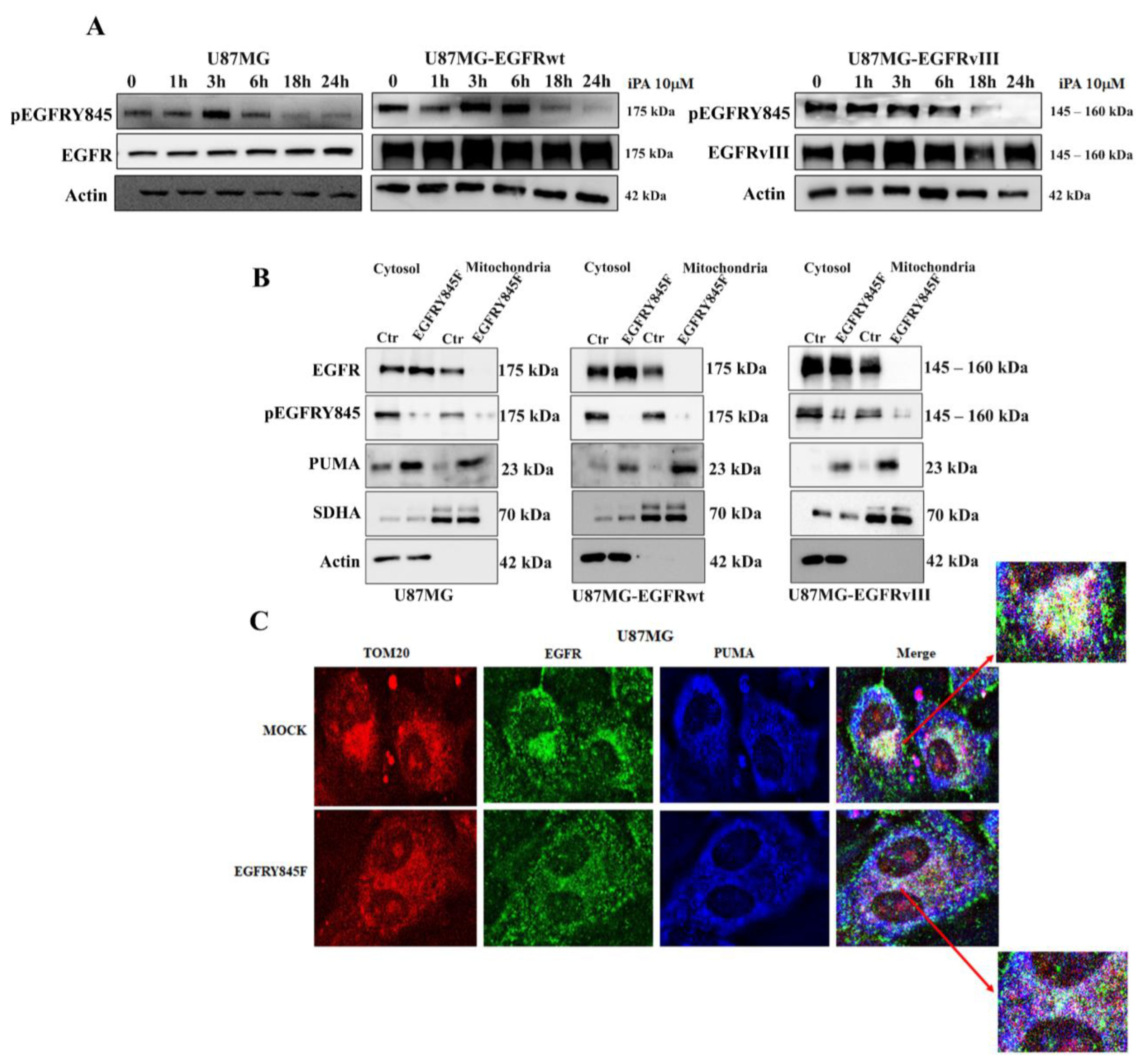 Cancers 14 06044 g004 Cancers 14 06044 g004