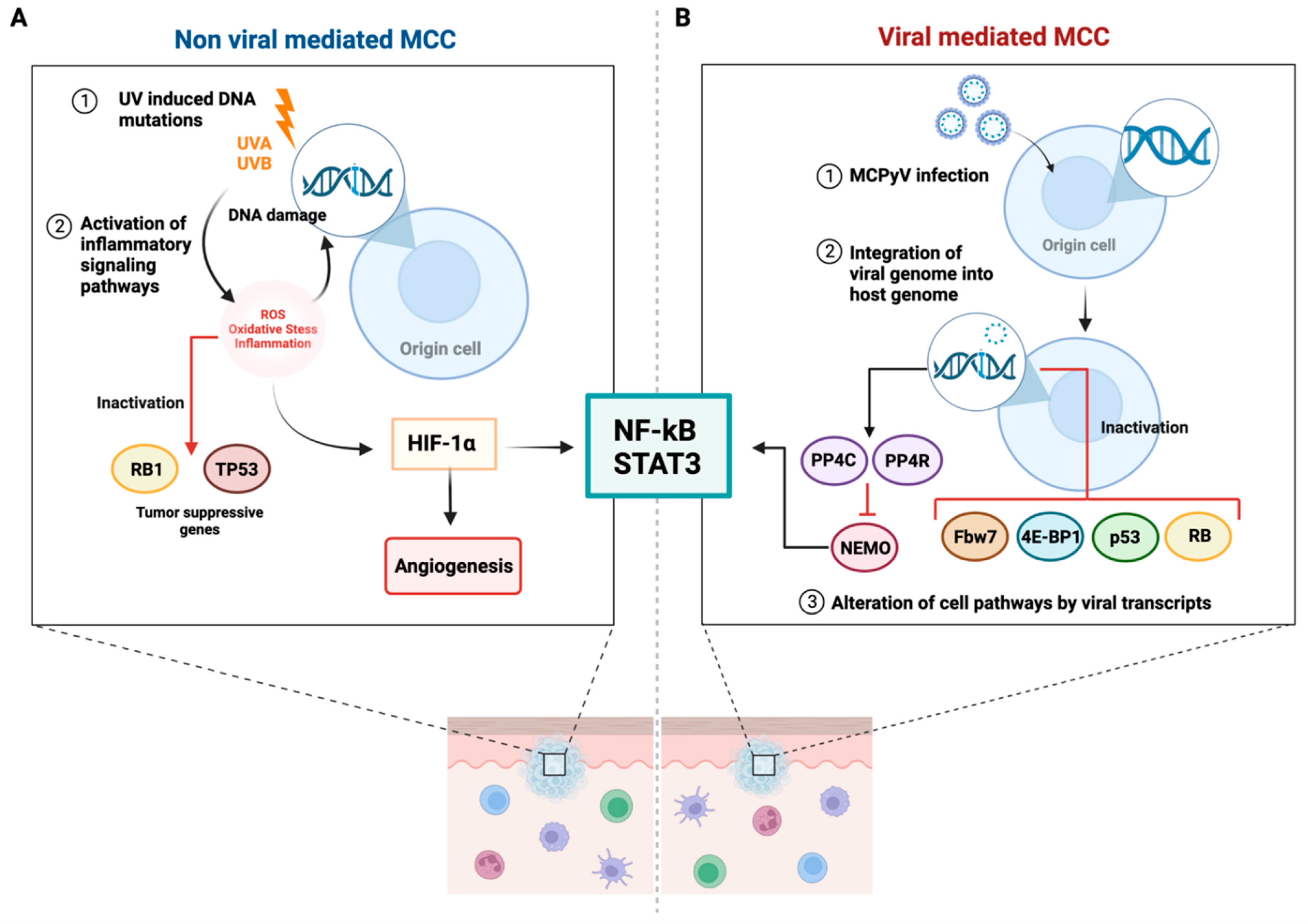 Cancers 14 06058 g001 Cancers 14 06058 g001