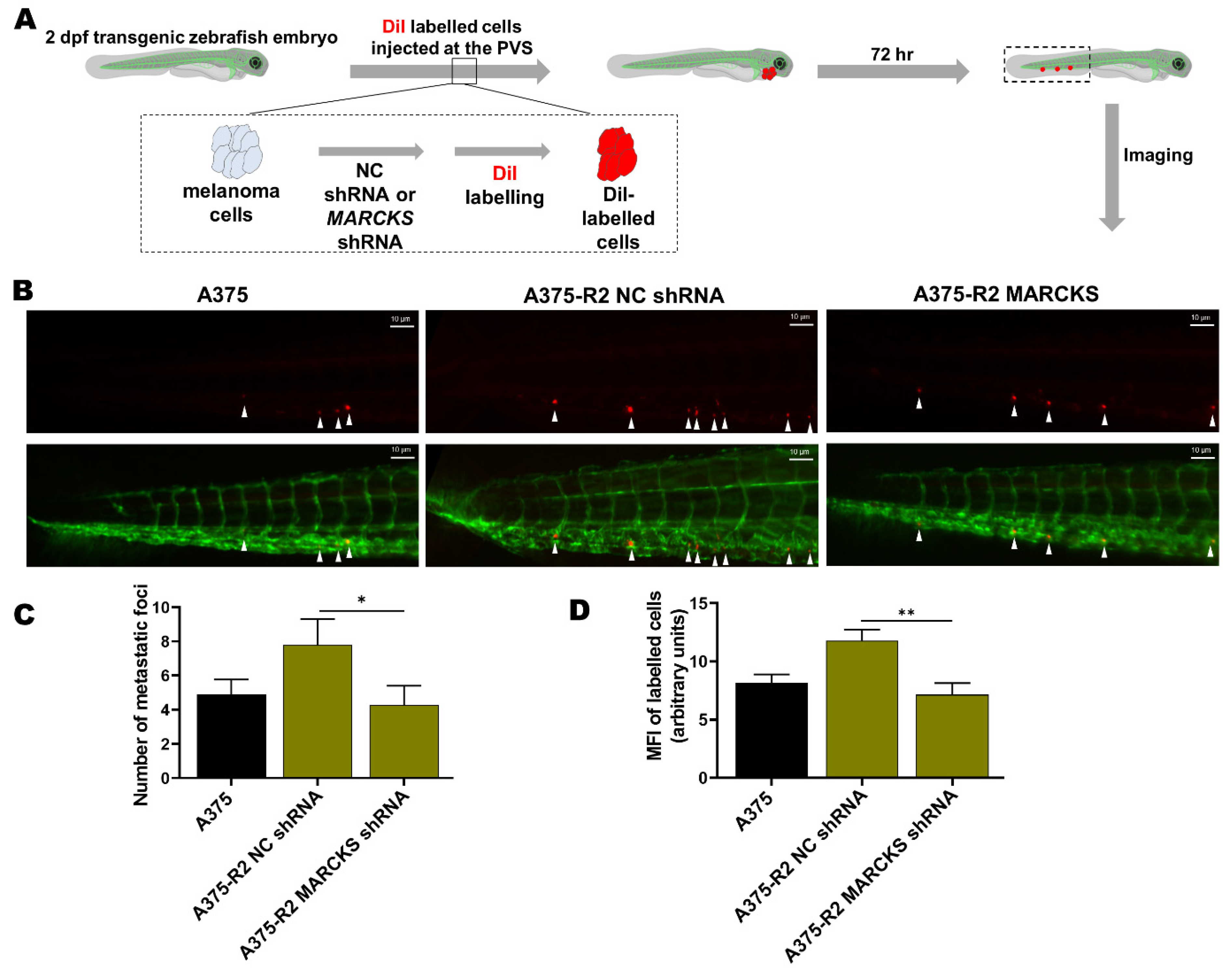 Cancers 14 06077 g006 Cancers 14 06077 g006