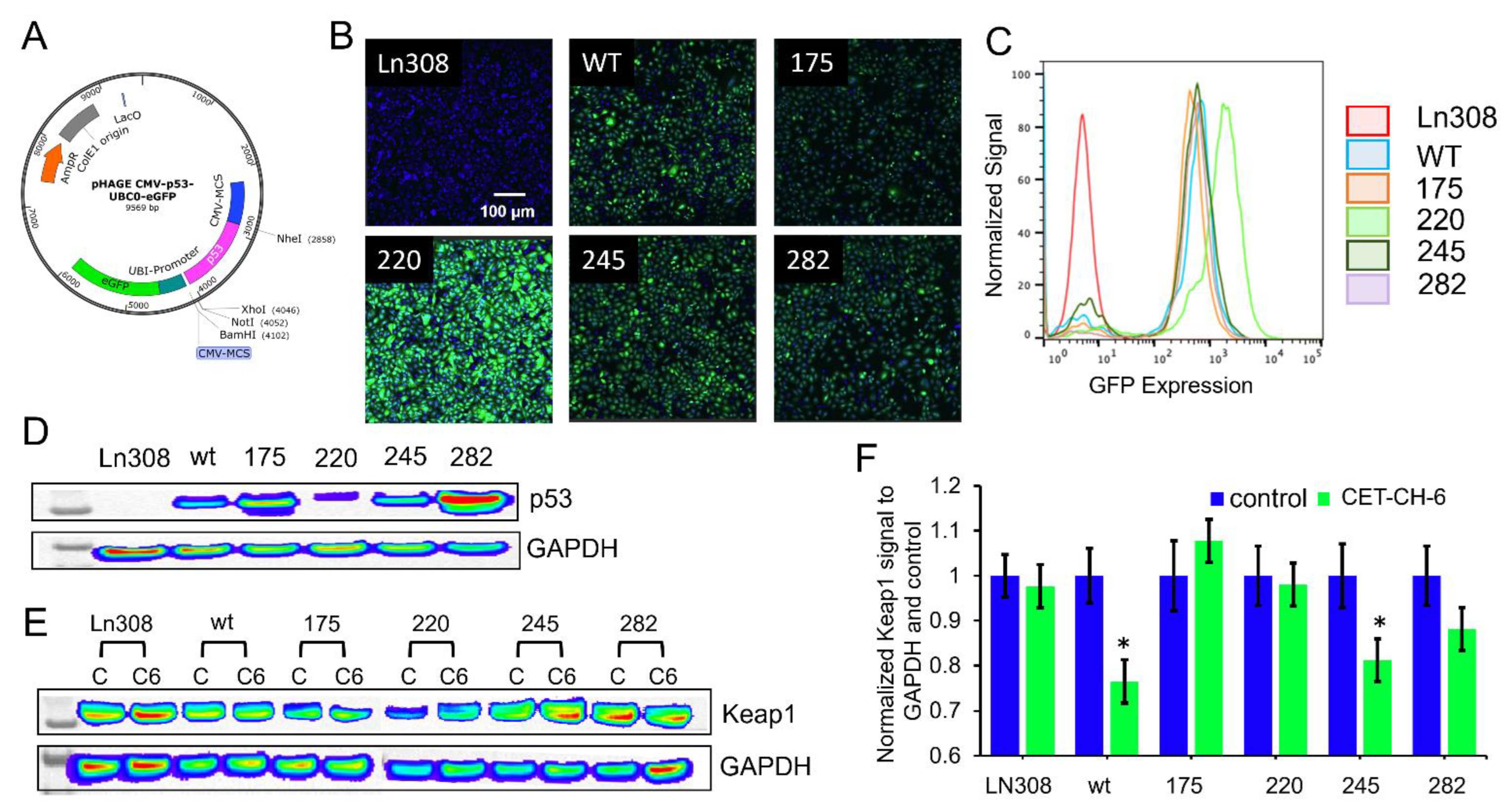Cancers 14 06120 g004
