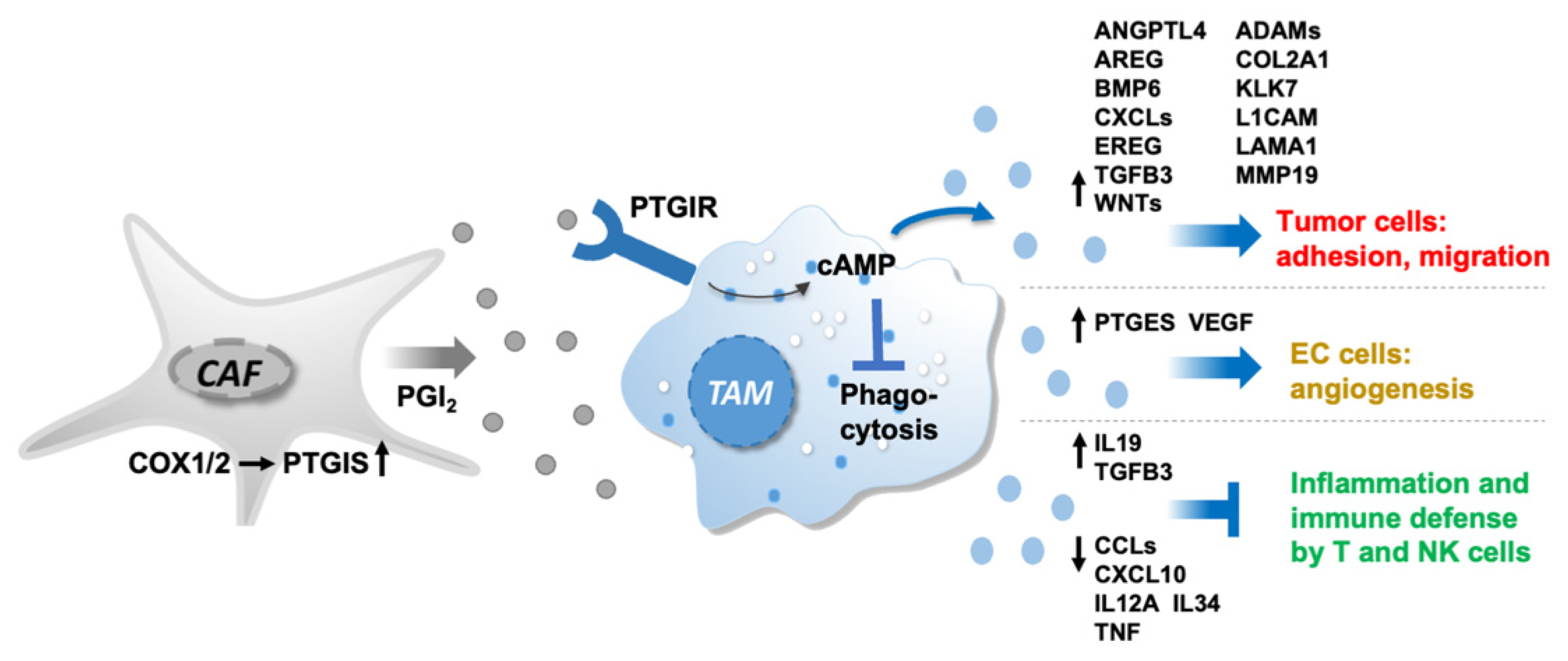 Cancers 14 06154 g008 Cancers 14 06154 g008