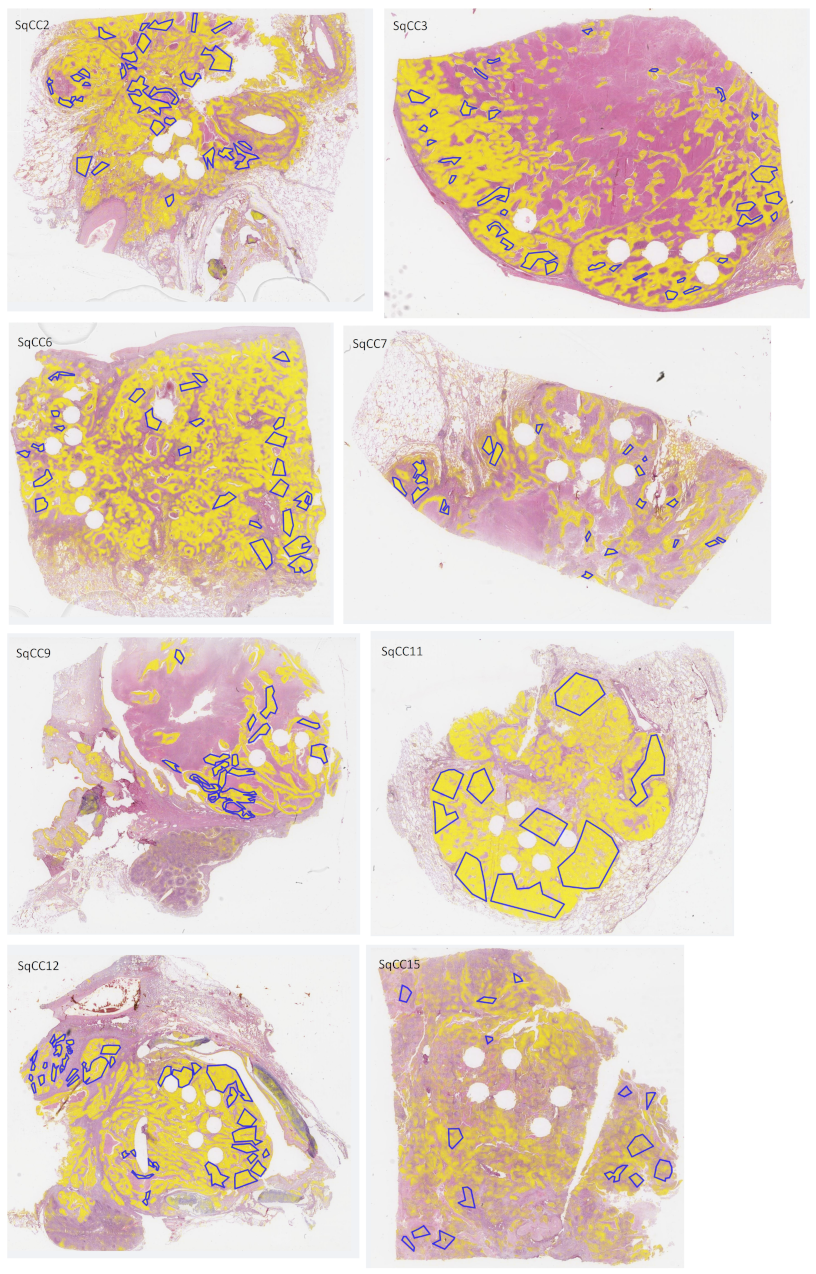 Cancers 14 06181 g0a2b Cancers 14 06181 g0a2b