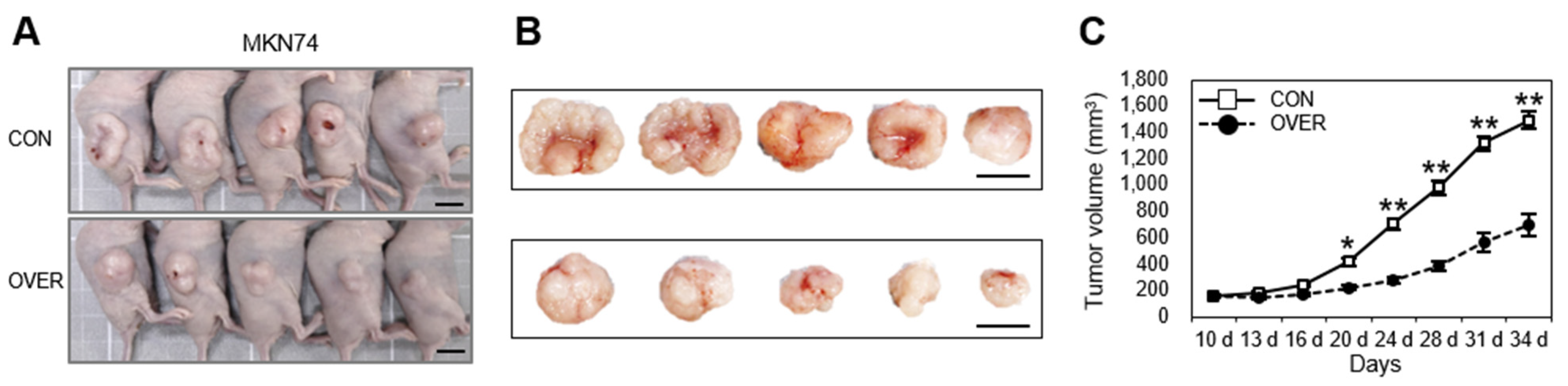 Cancers 14 06183 g005