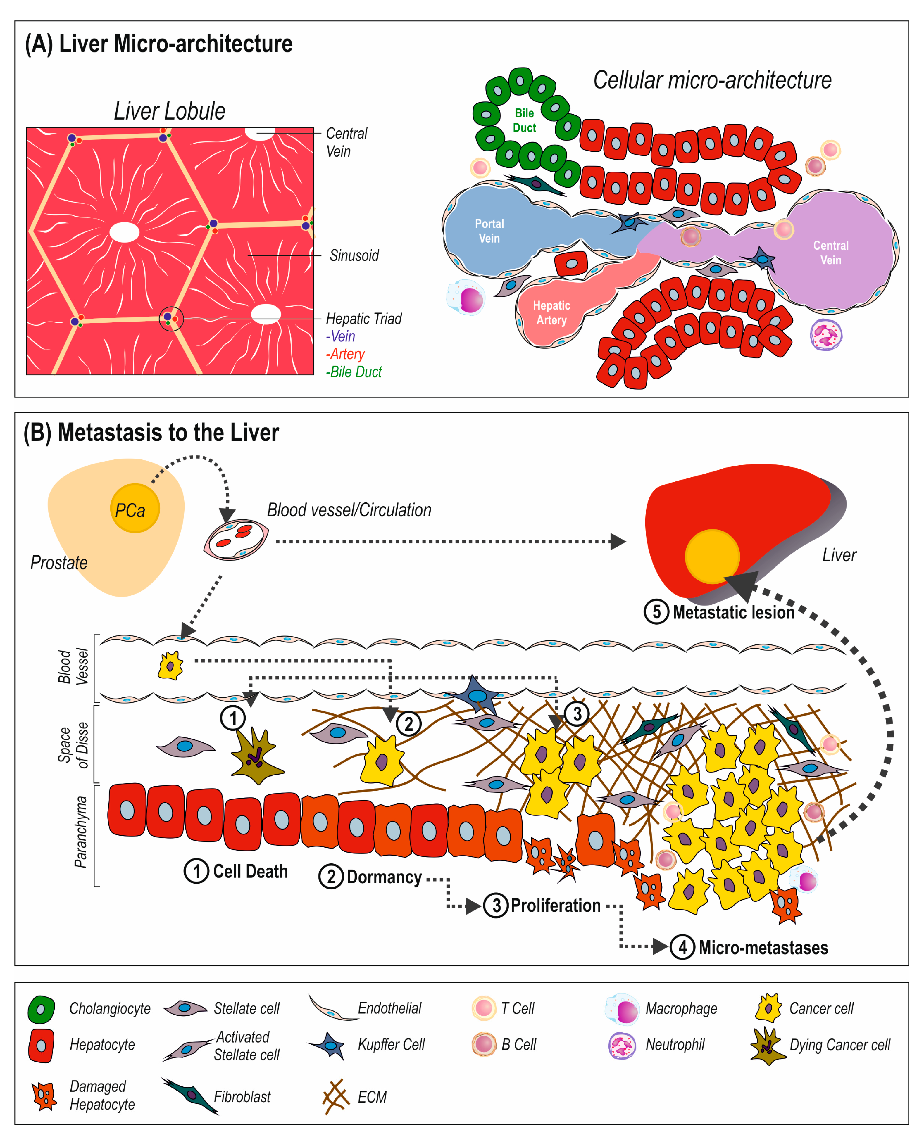 Cancers 14 06189 g001