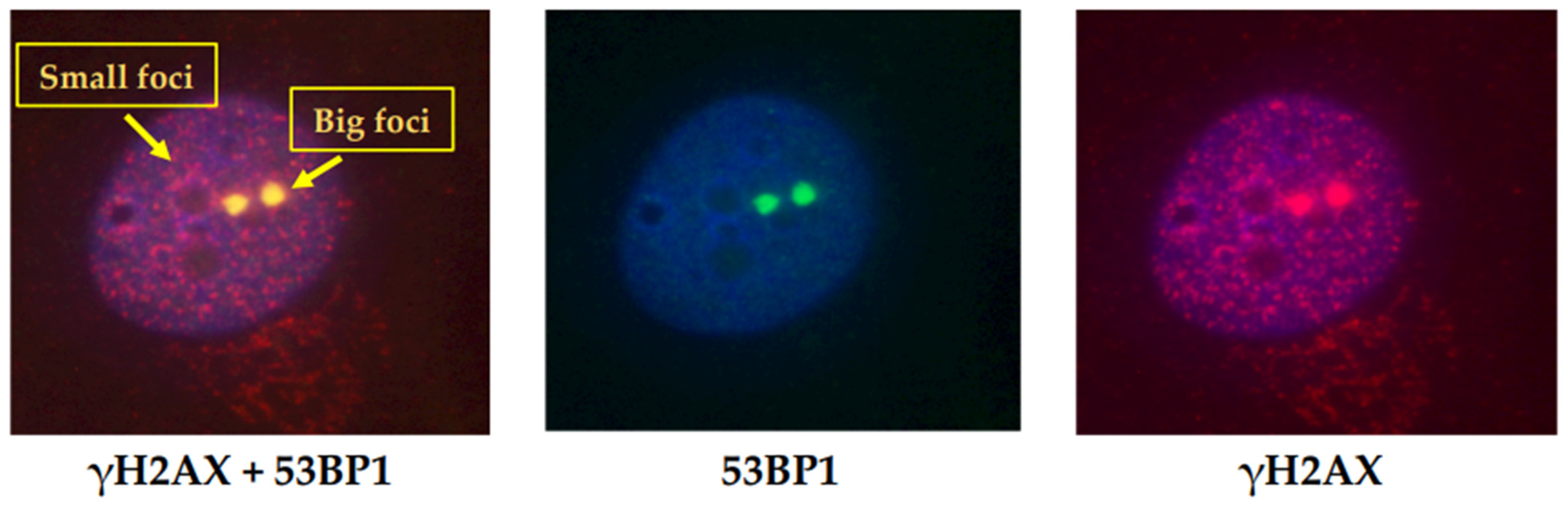 Factors to Consider for the Correct Use of γH2AX in the Factors to Consider for the Correct Use of γH2AX in the