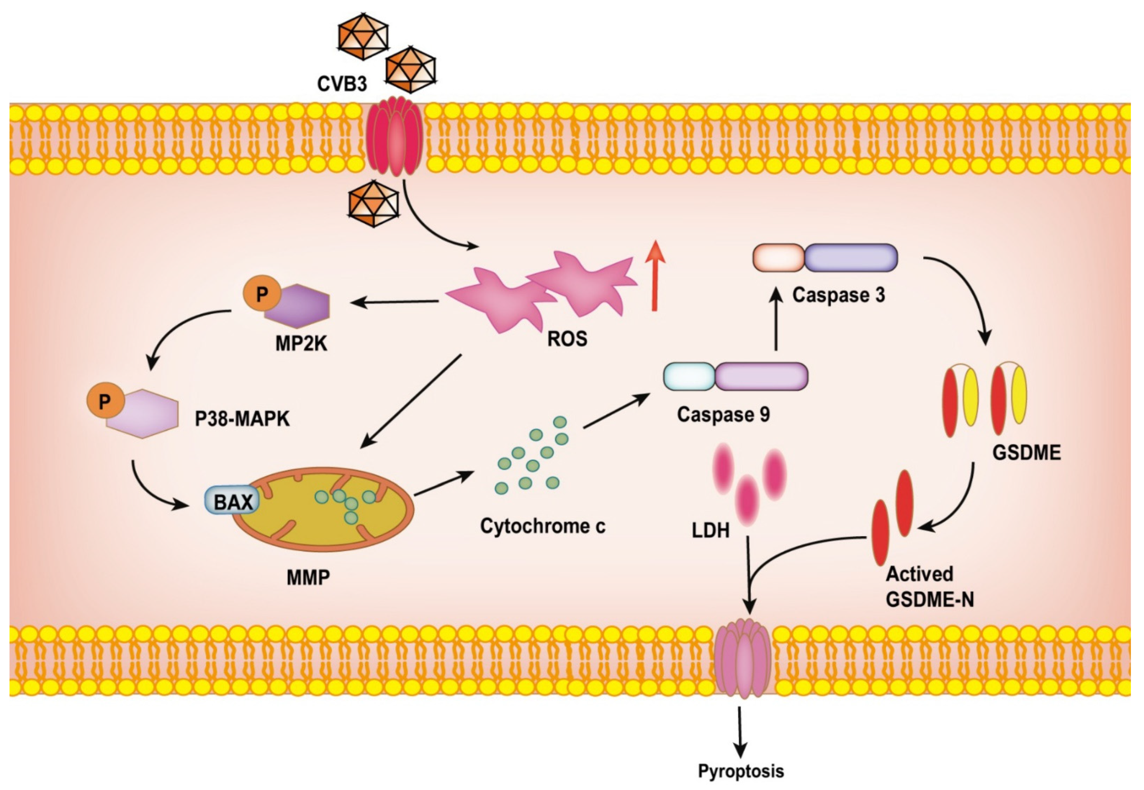 Cancers 14 06206 g007 Cancers 14 06206 g007