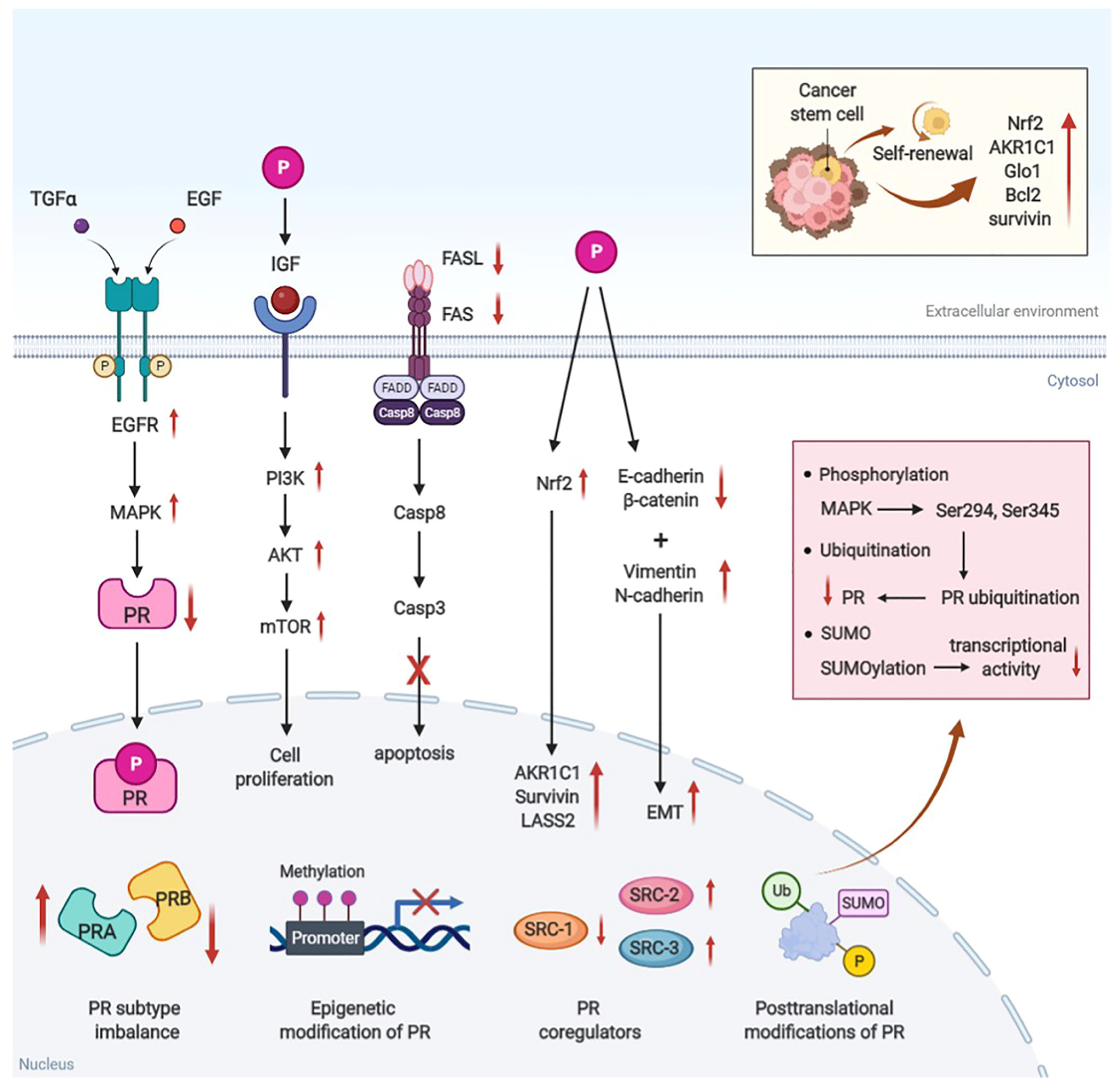 Cancers 14 06210 g002