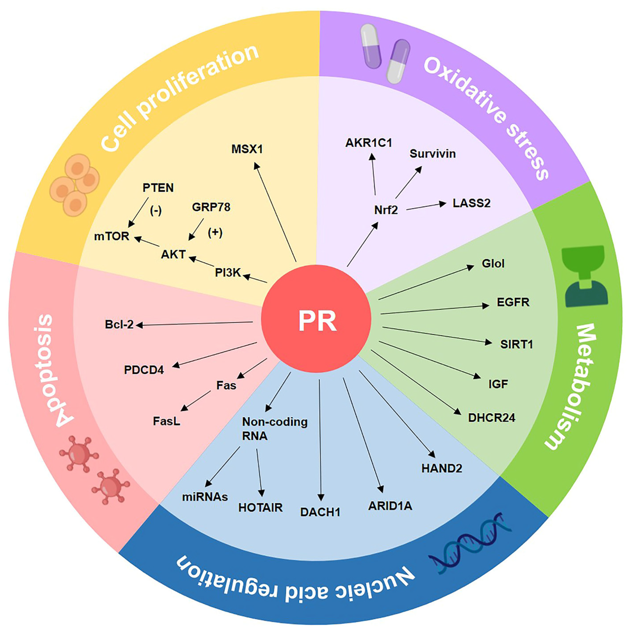 Cancers 14 06210 g004