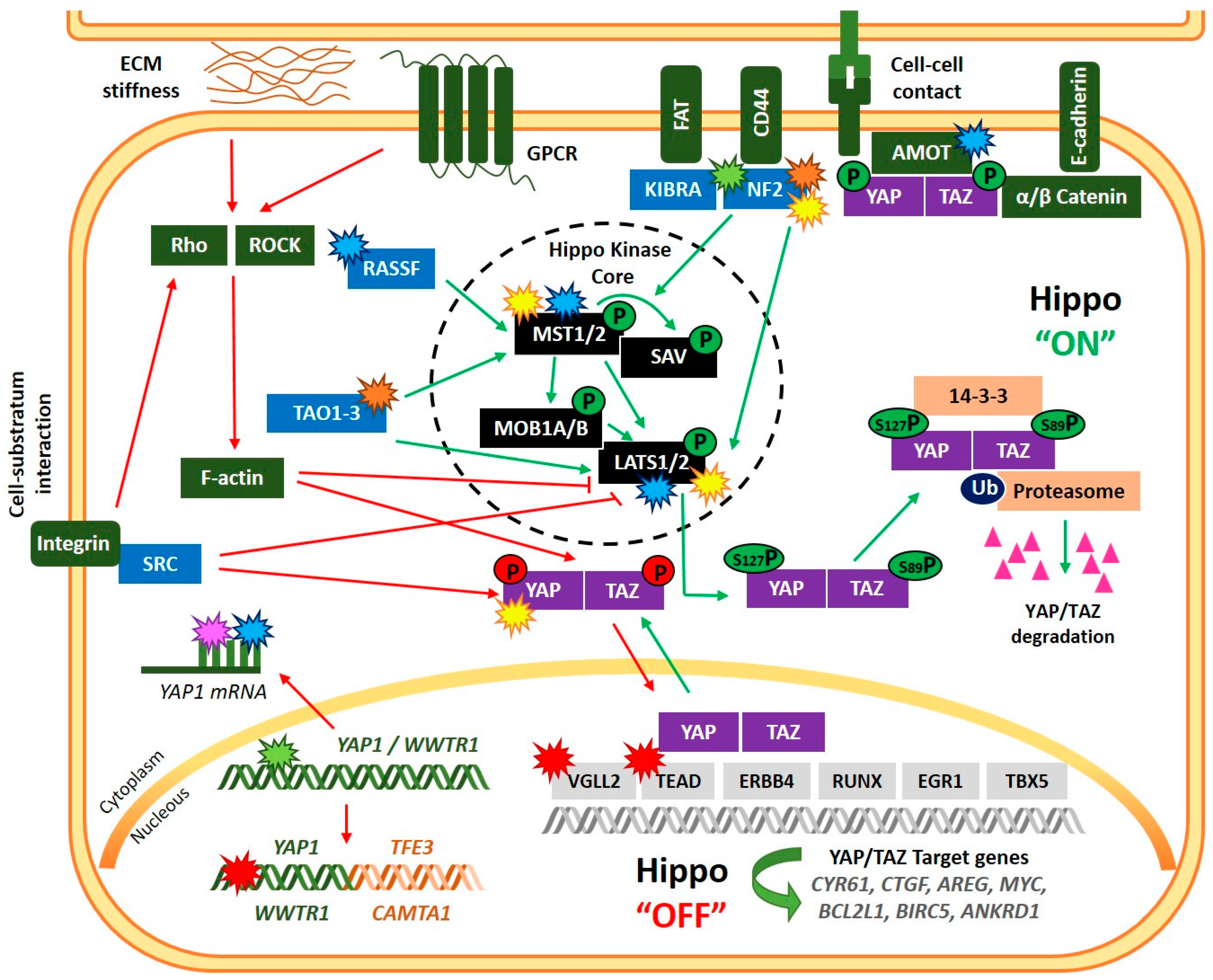 Cancers 14 06211 g001