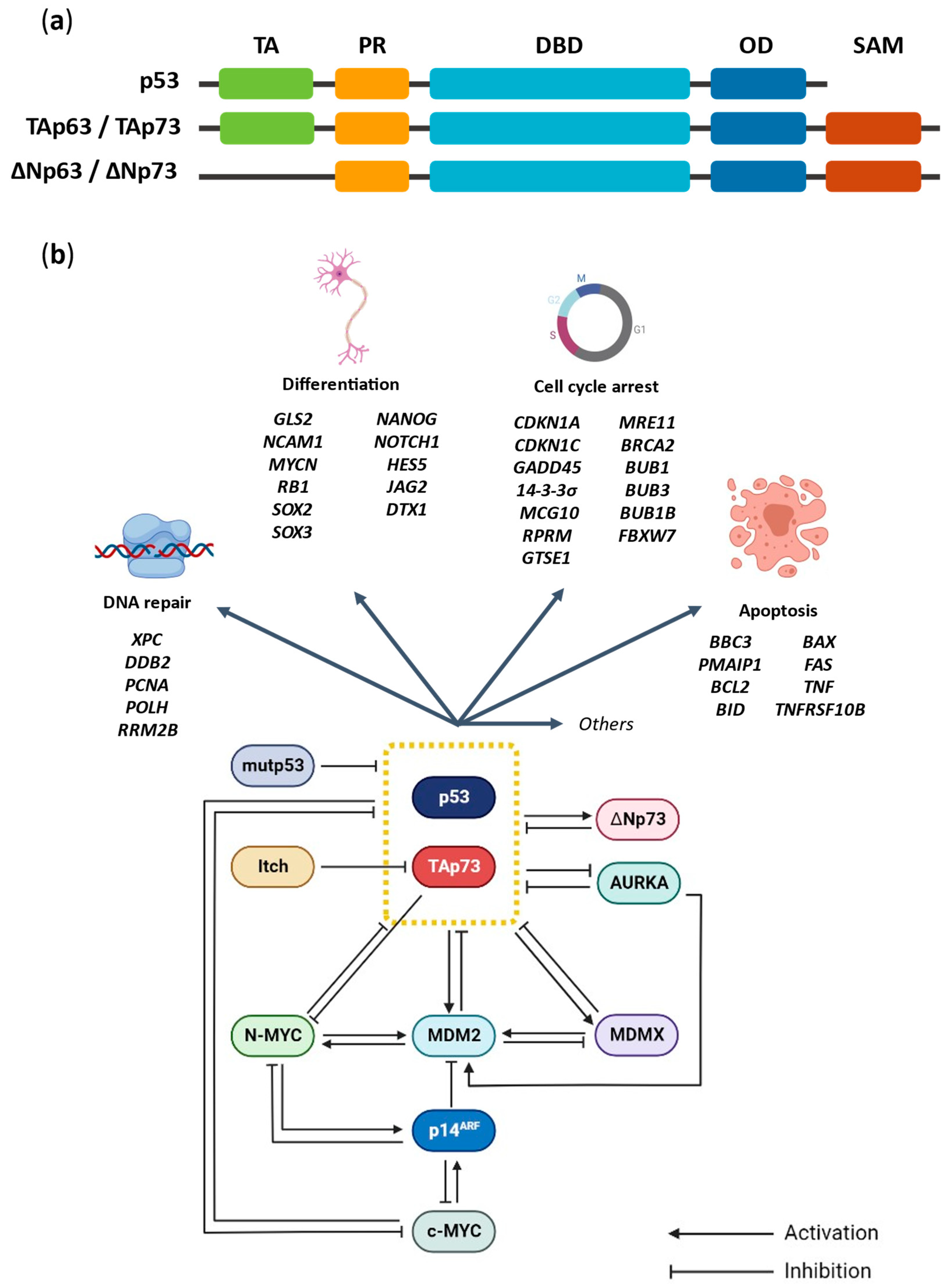 Cancers 14 06212 g001