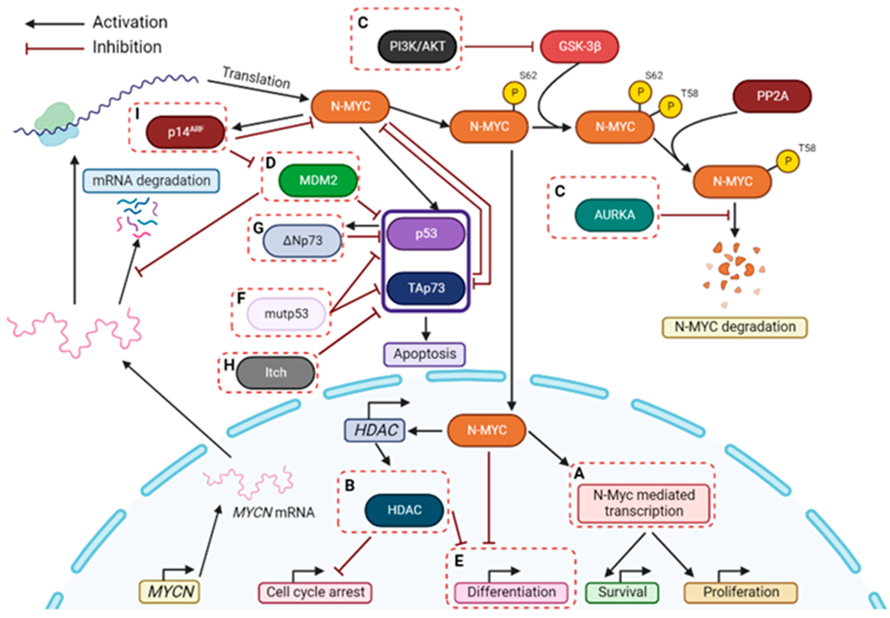 Cancers 14 06212 g002