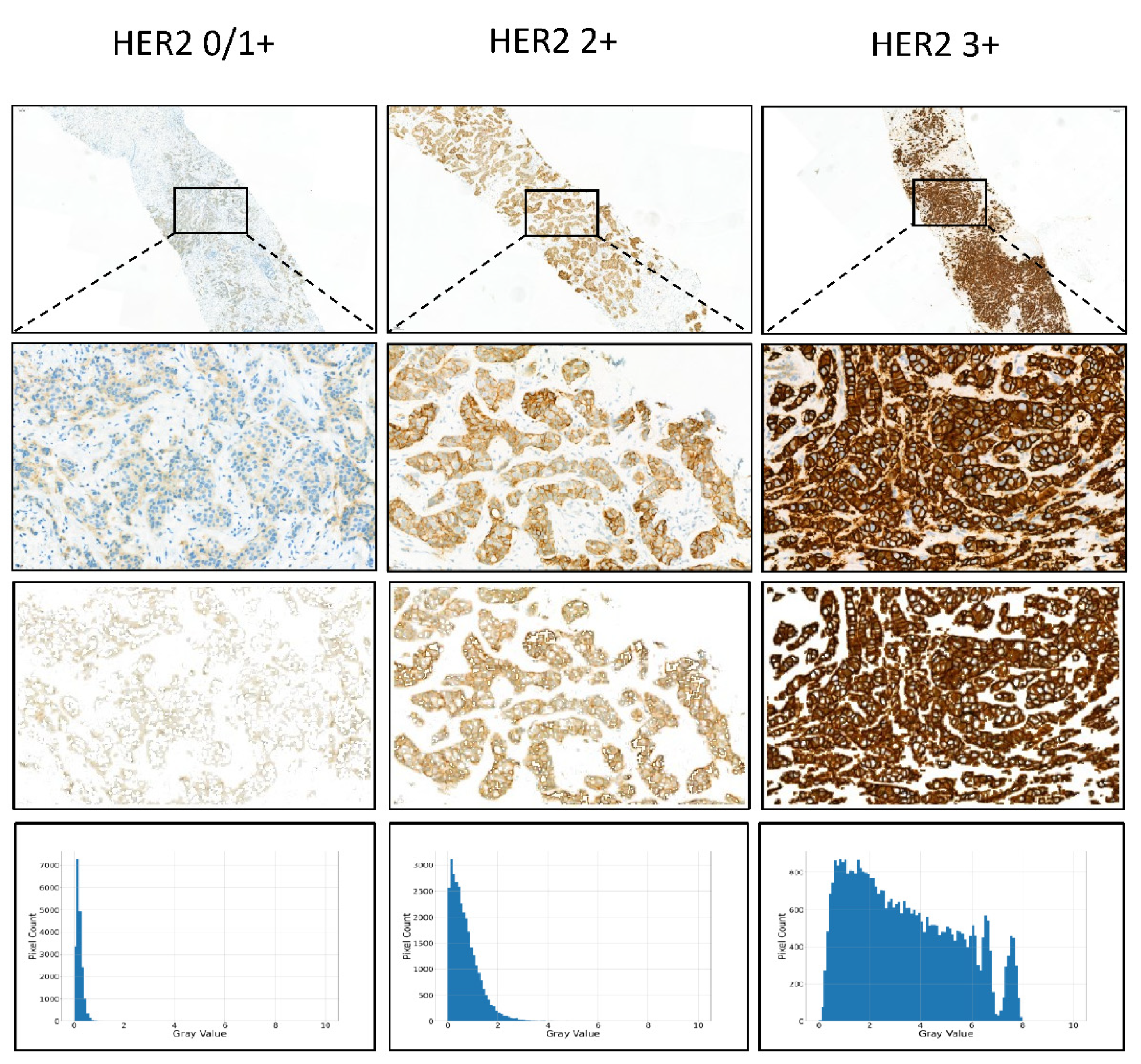 Cancers 14 06233 g003