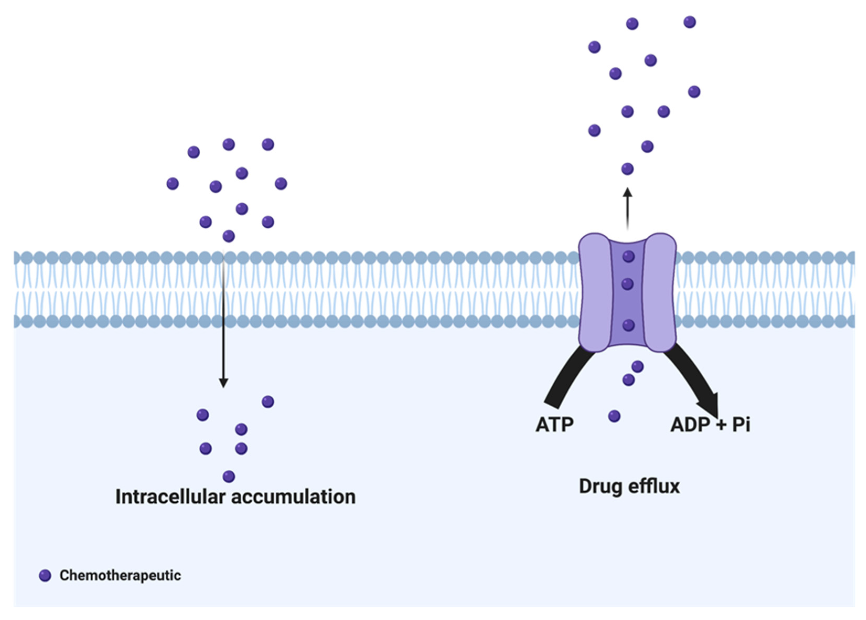 Cancers 14 06246 g001